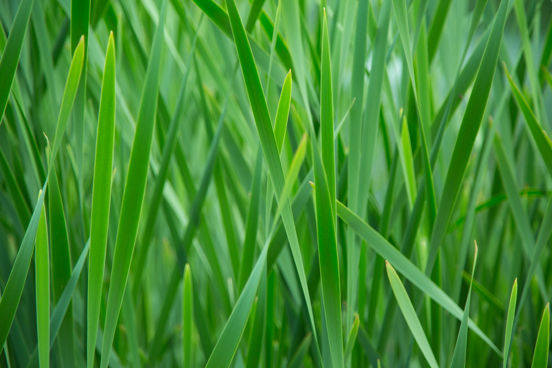 Картинка травы. Зелёные растения. Зеленая травка. Грин трава. Свежая зеленая трава.