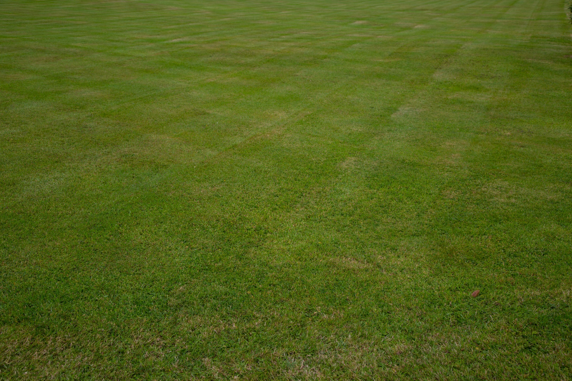 grass background green free photo