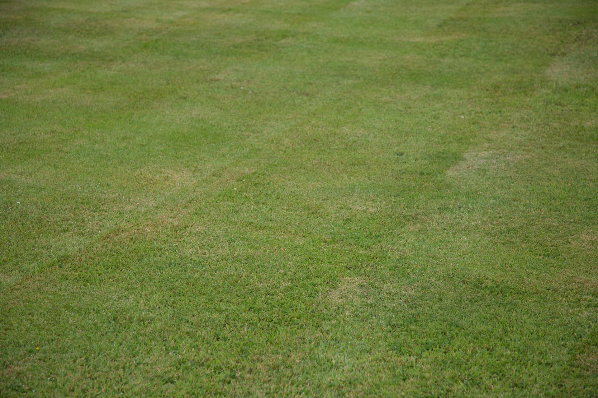 grass background green free photo