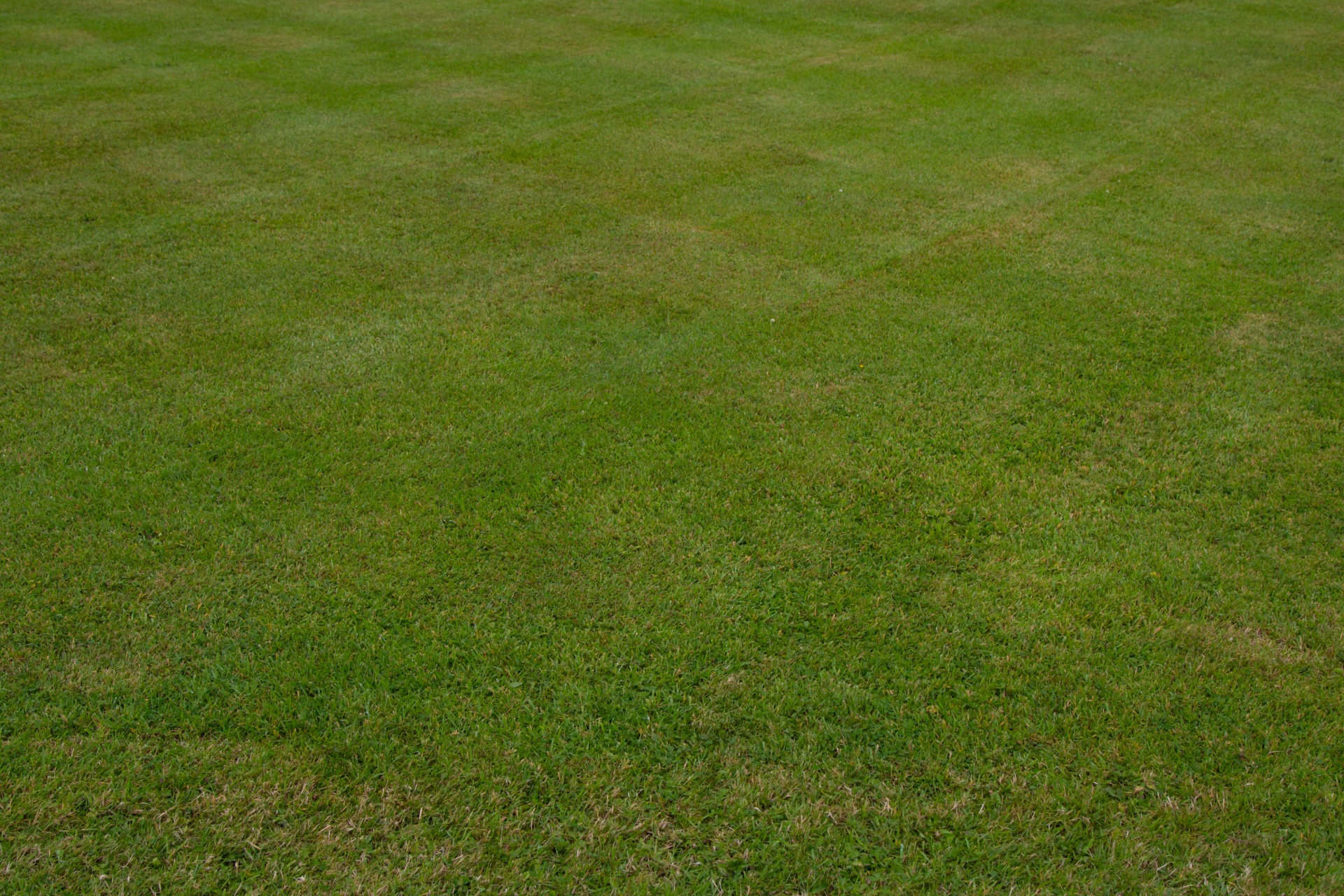 grass background green free photo