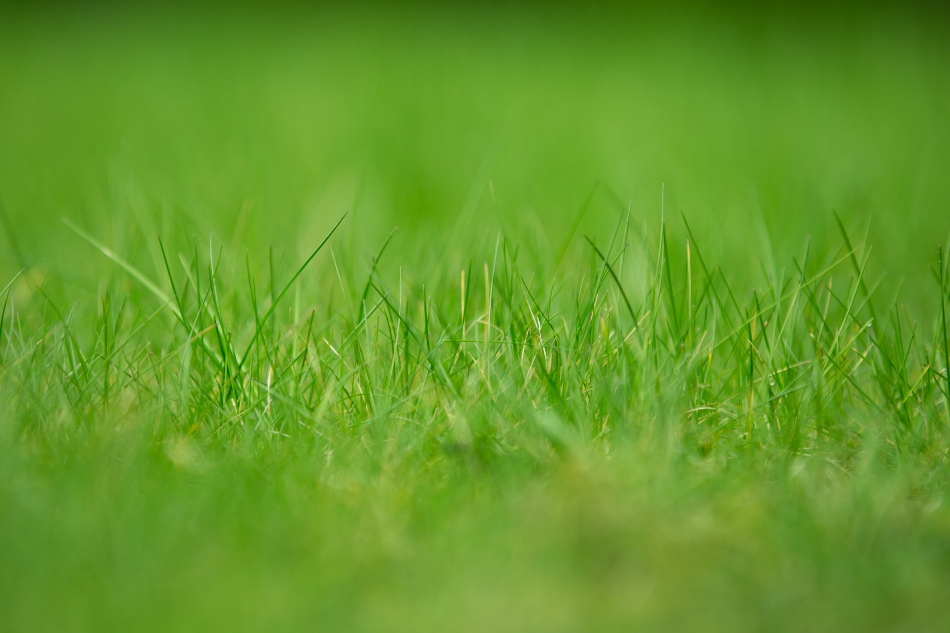 green grass nature free photo