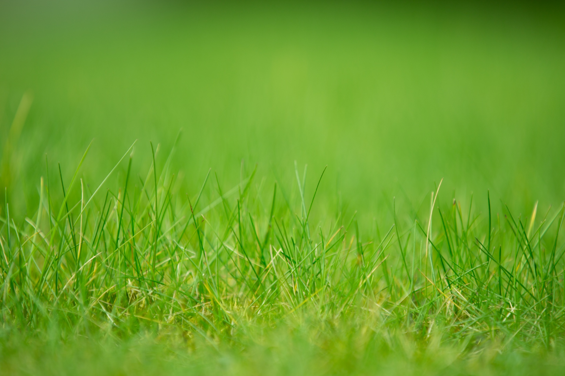 green grass nature free photo