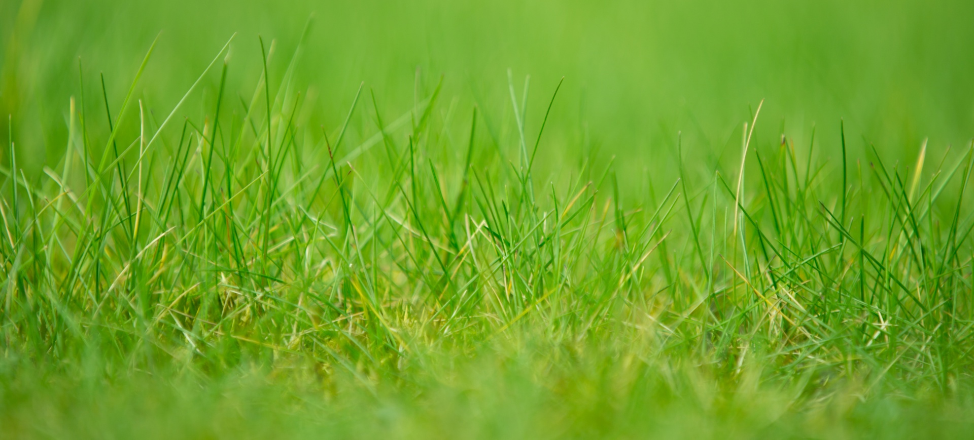 green grass nature free photo