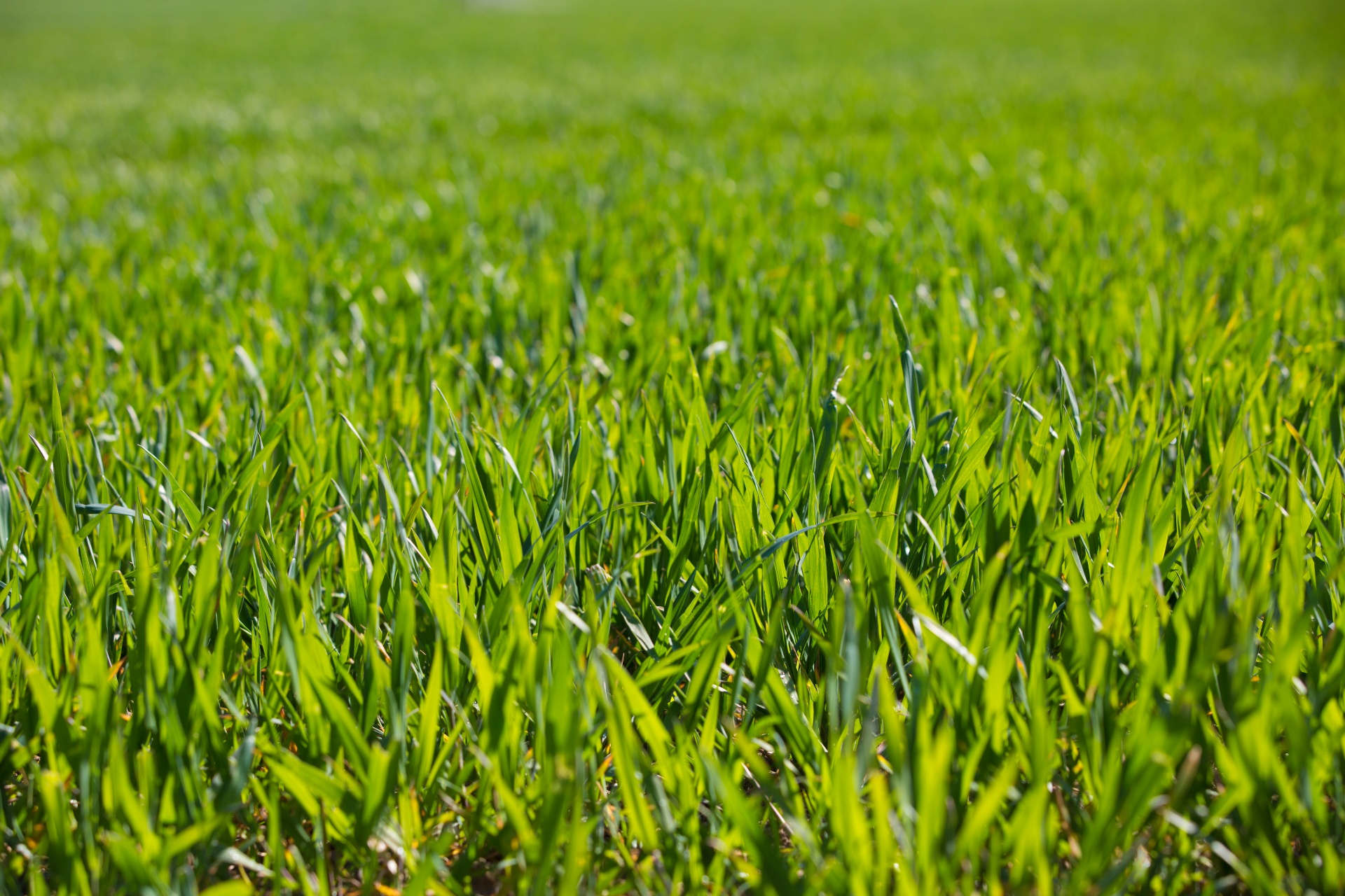 grass background green free photo