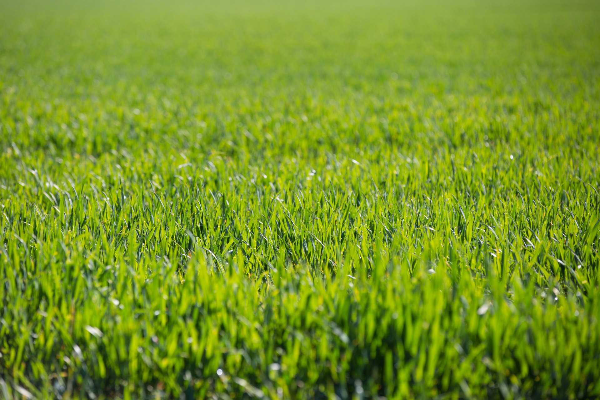 grass background green free photo