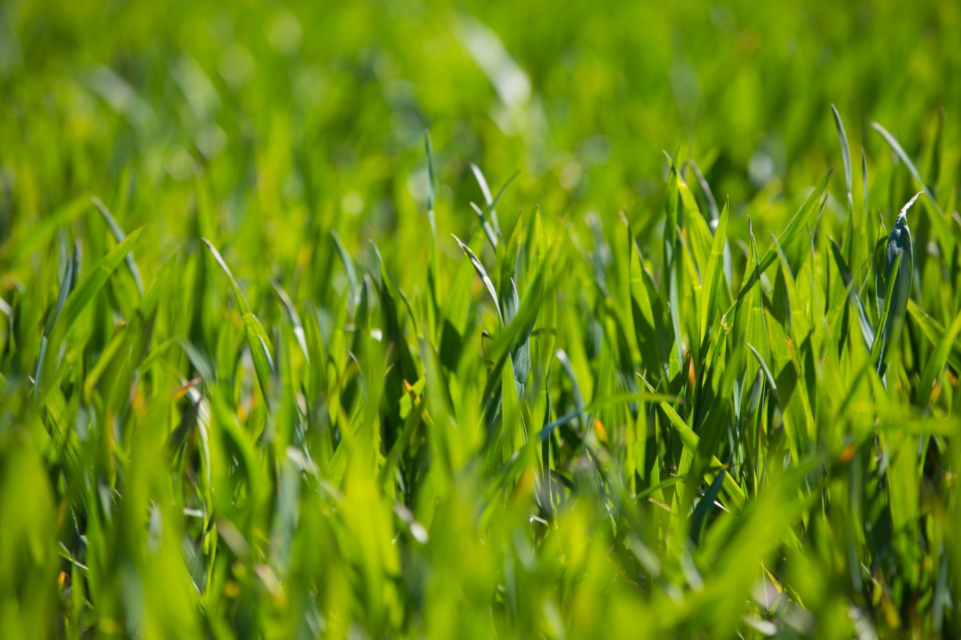 grass background green free photo