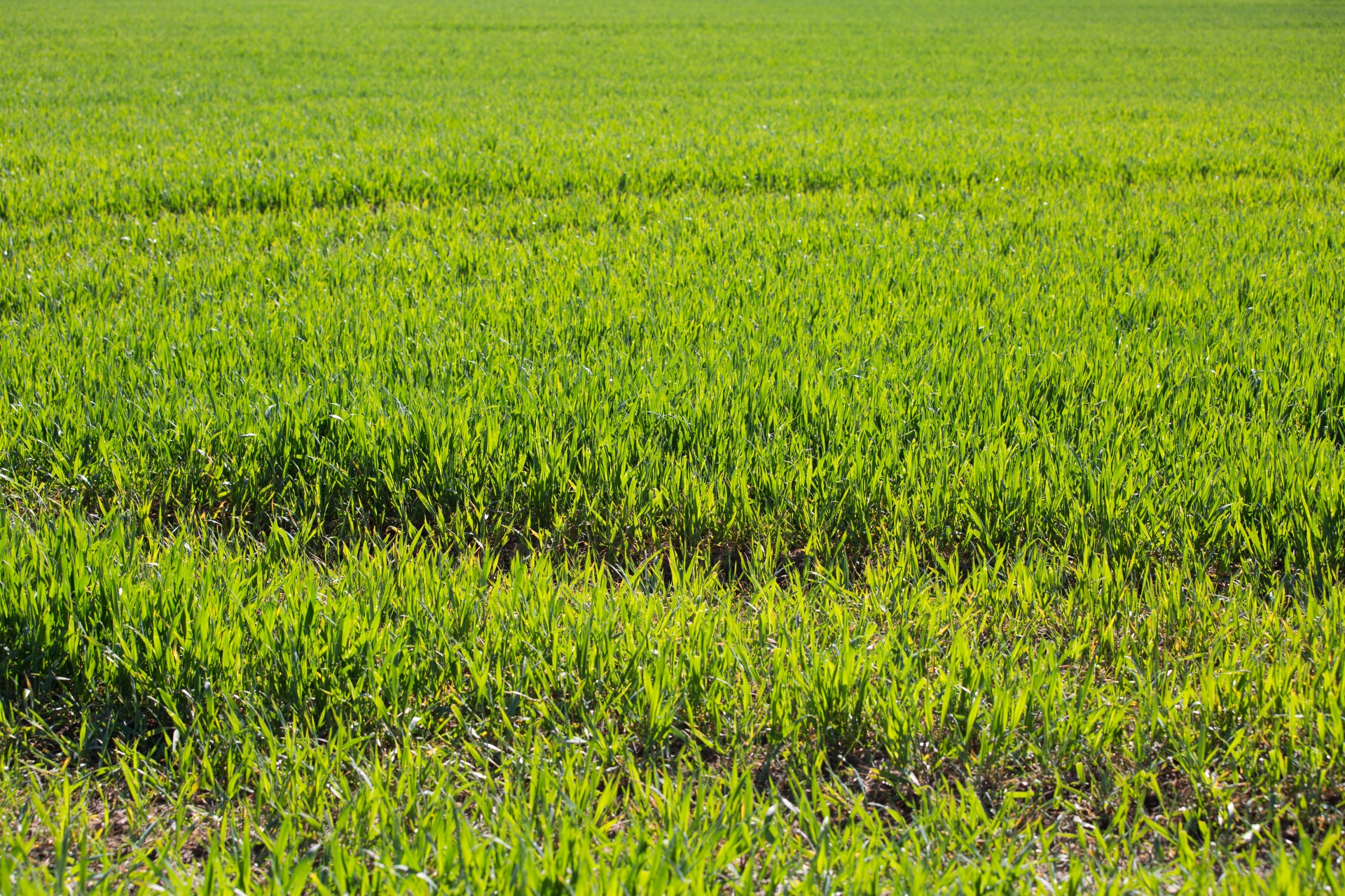 grass background green free photo