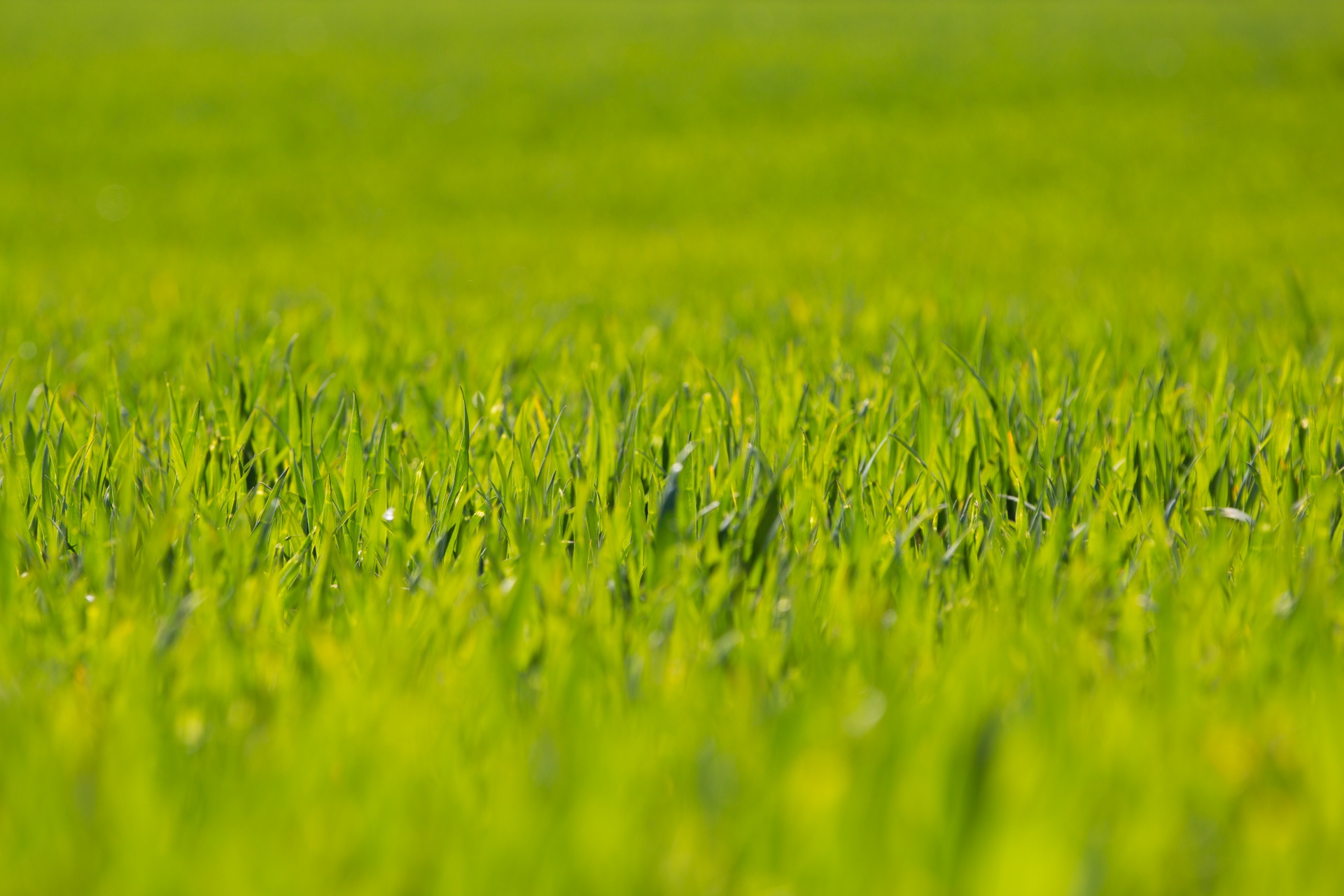 grass background green free photo