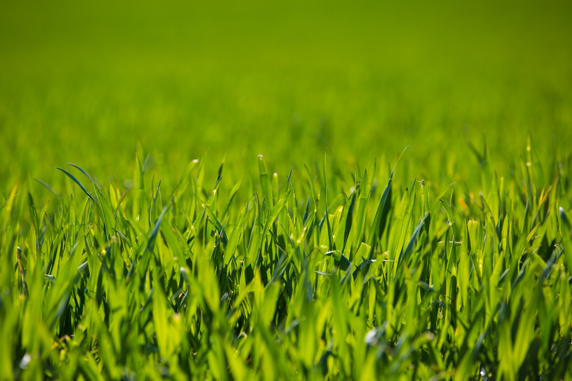 grass background green free photo