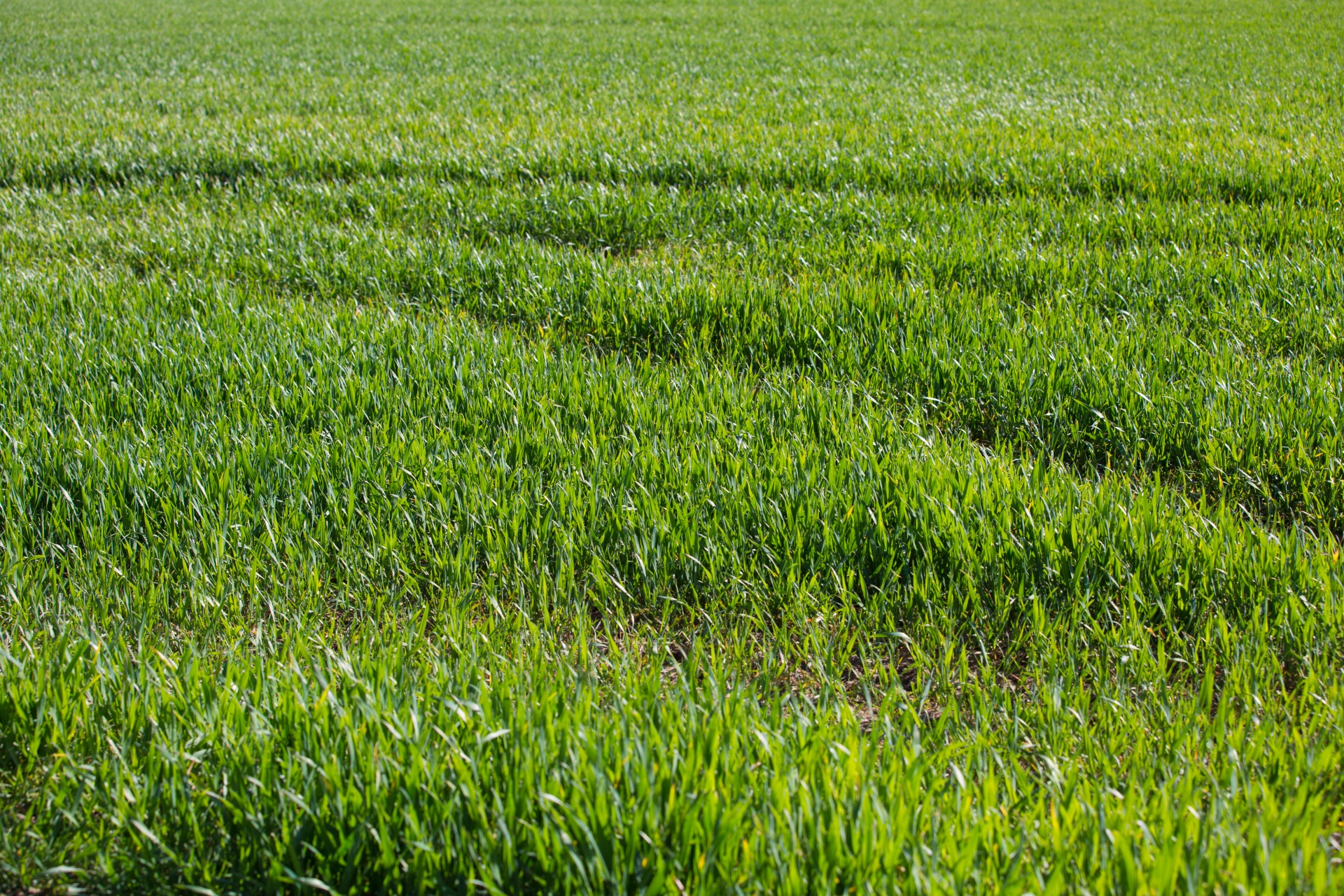 grass background green free photo