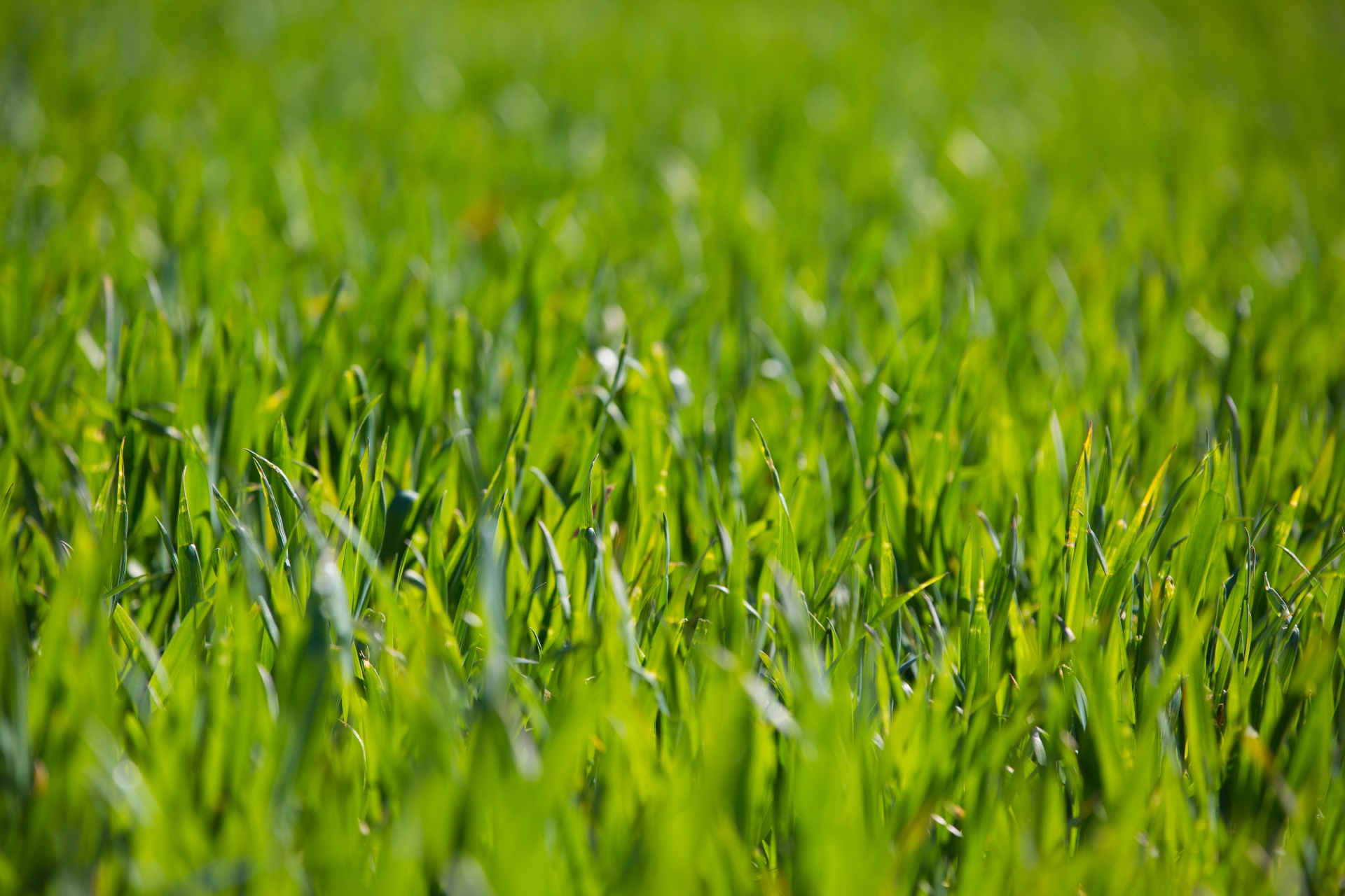 grass background green free photo