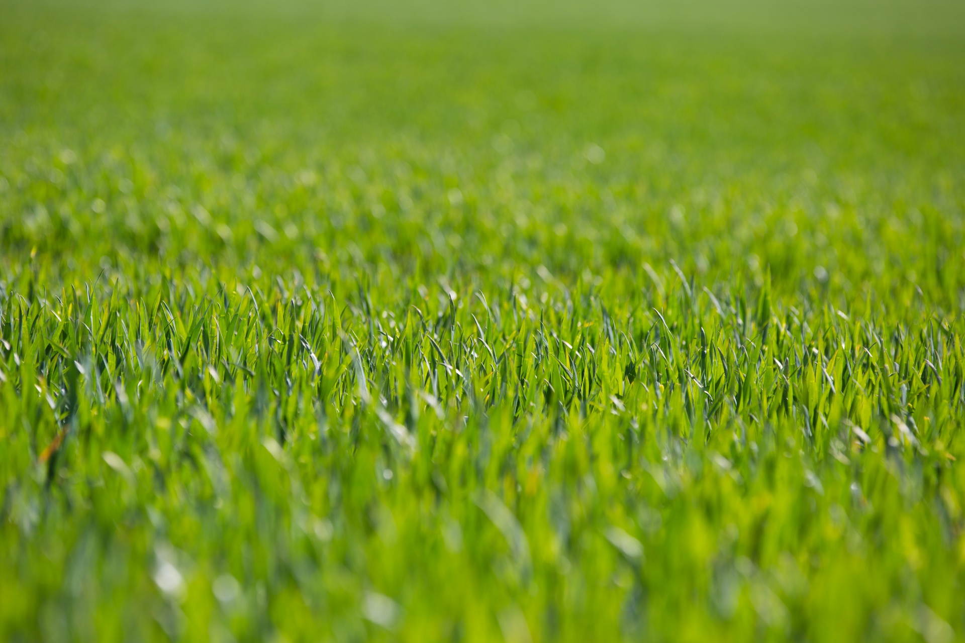 grass background green free photo