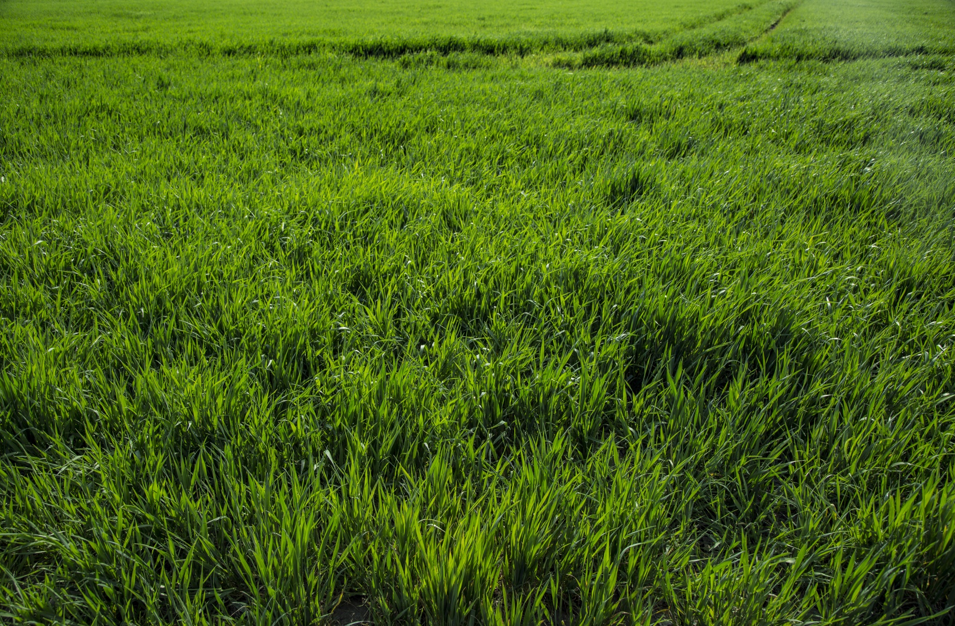 grass background green free photo