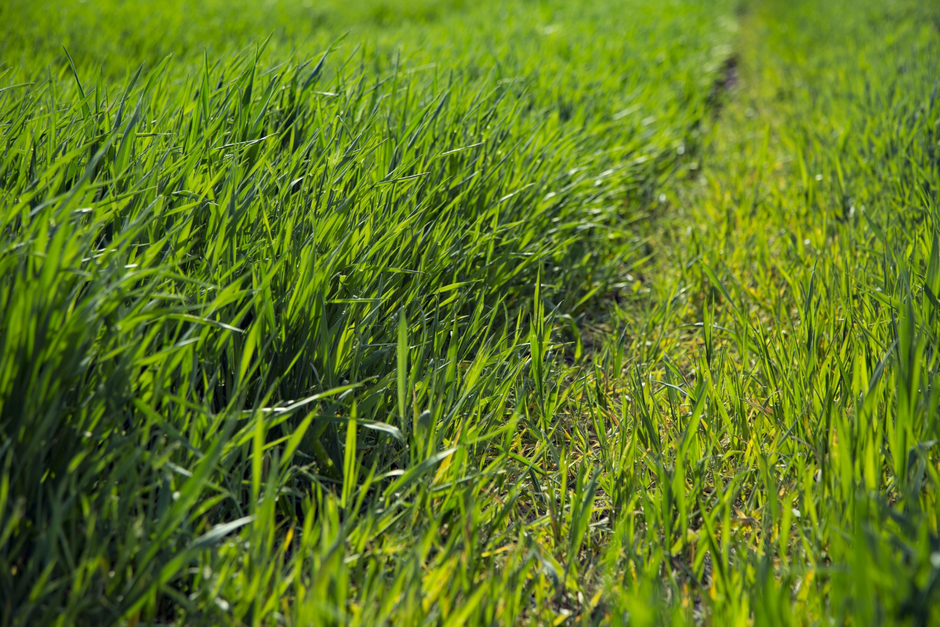 grass background green free photo