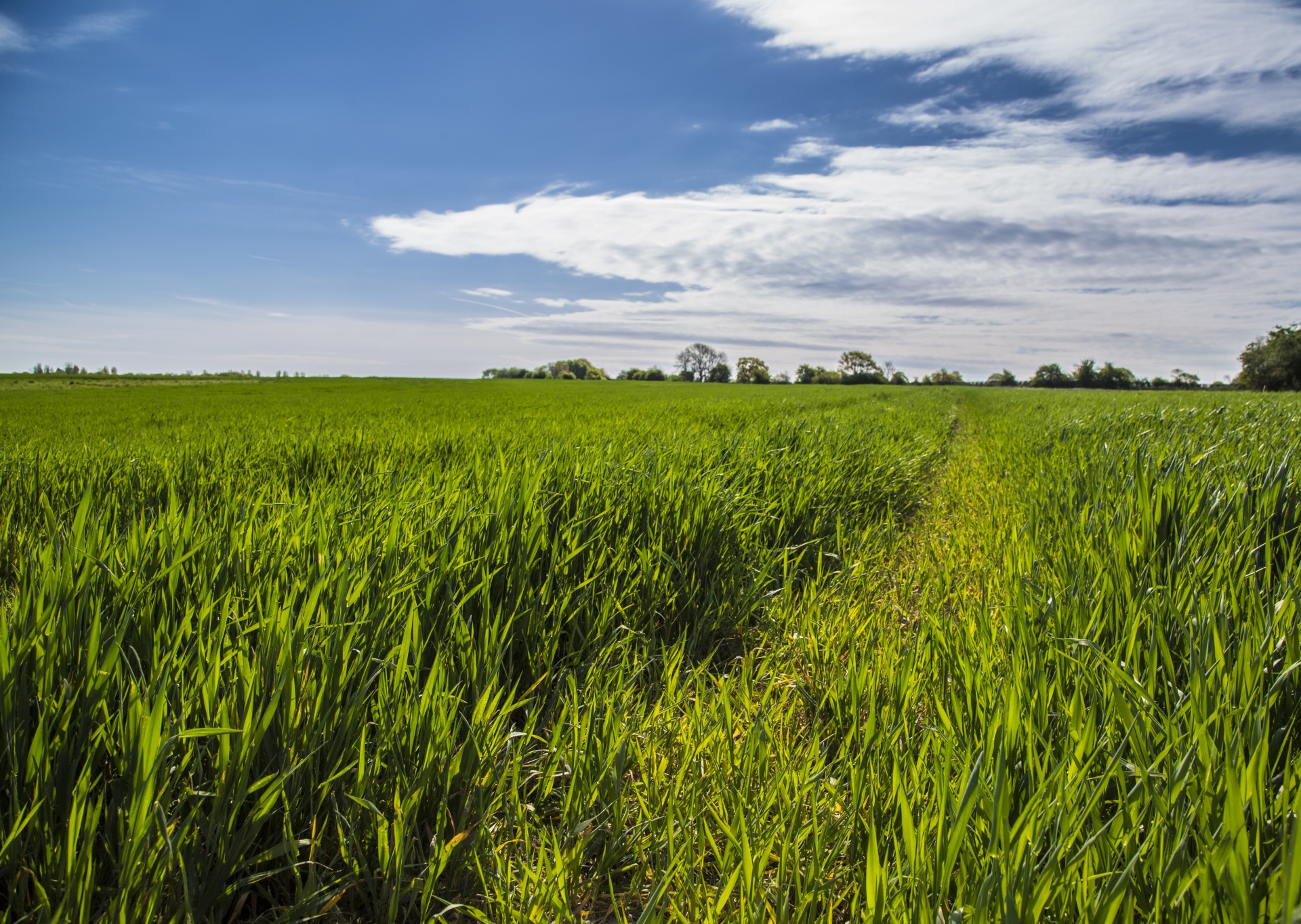 grass background green free photo