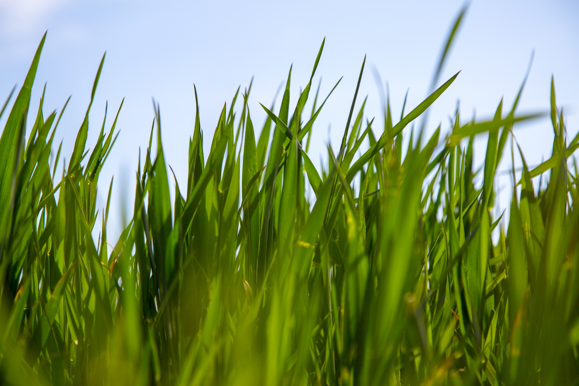 green background grass free photo