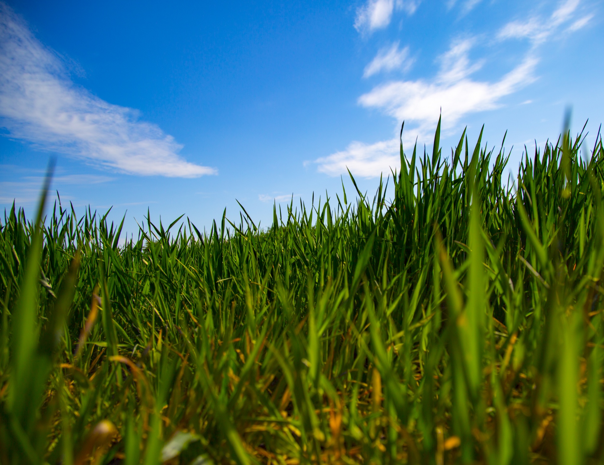 green background grass free photo