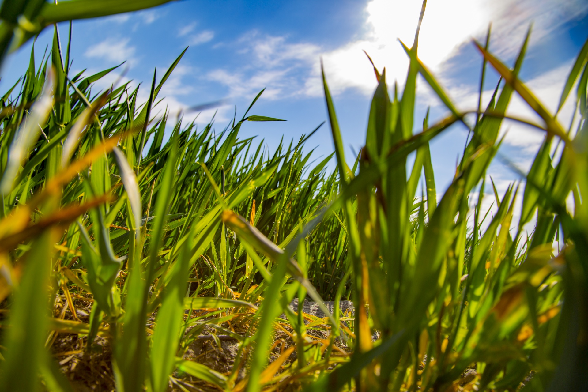 green background grass free photo