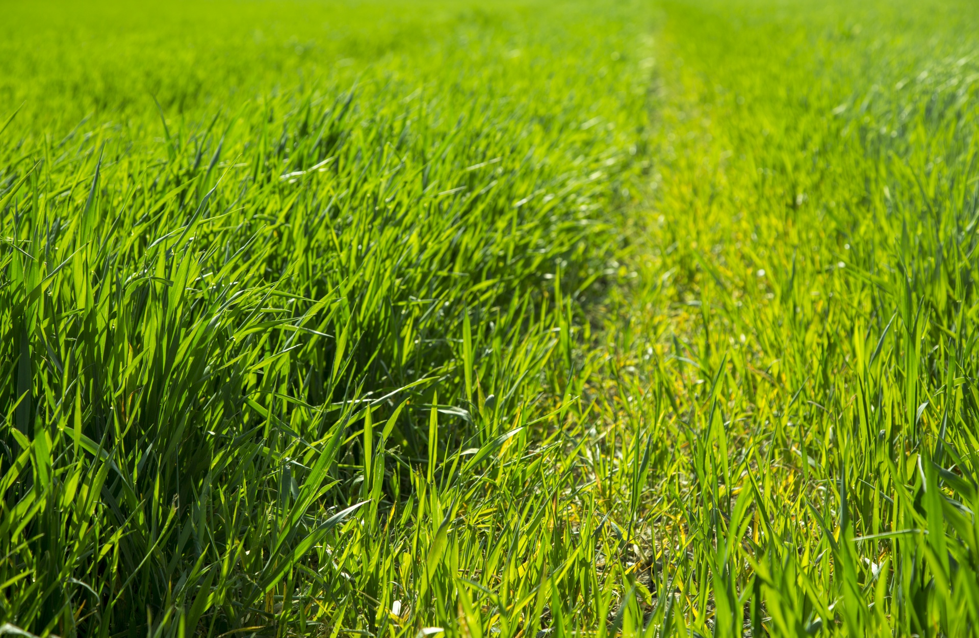 green background grass free photo