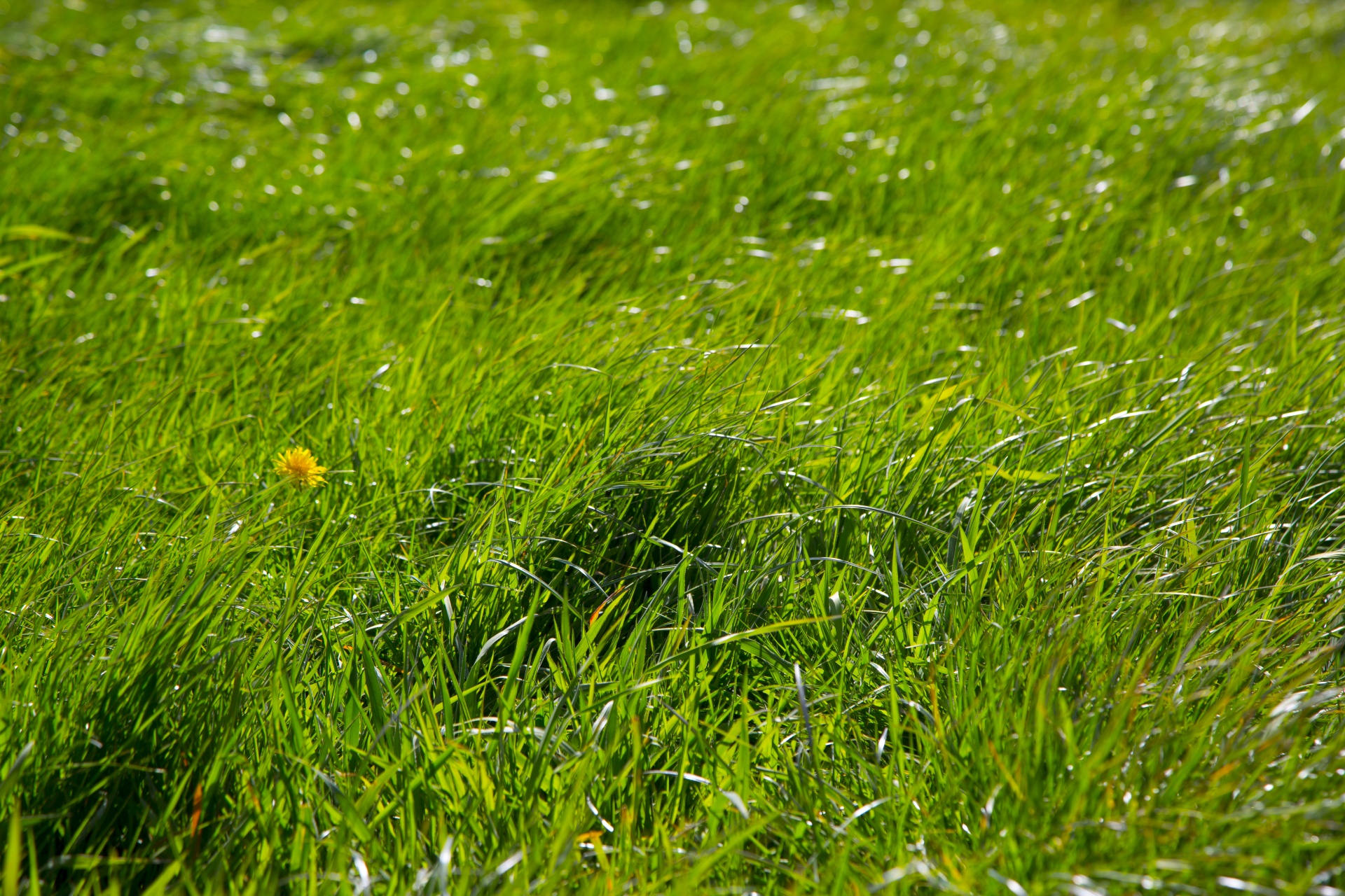 green background grass free photo
