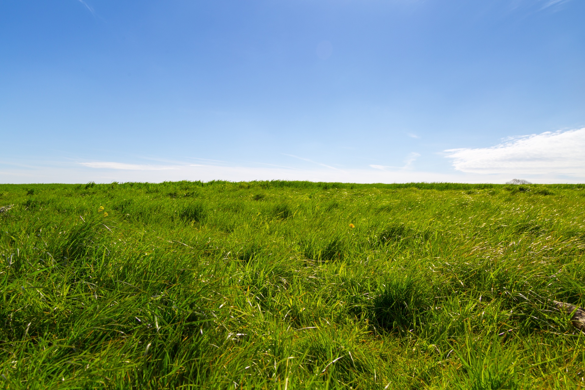 green background grass free photo