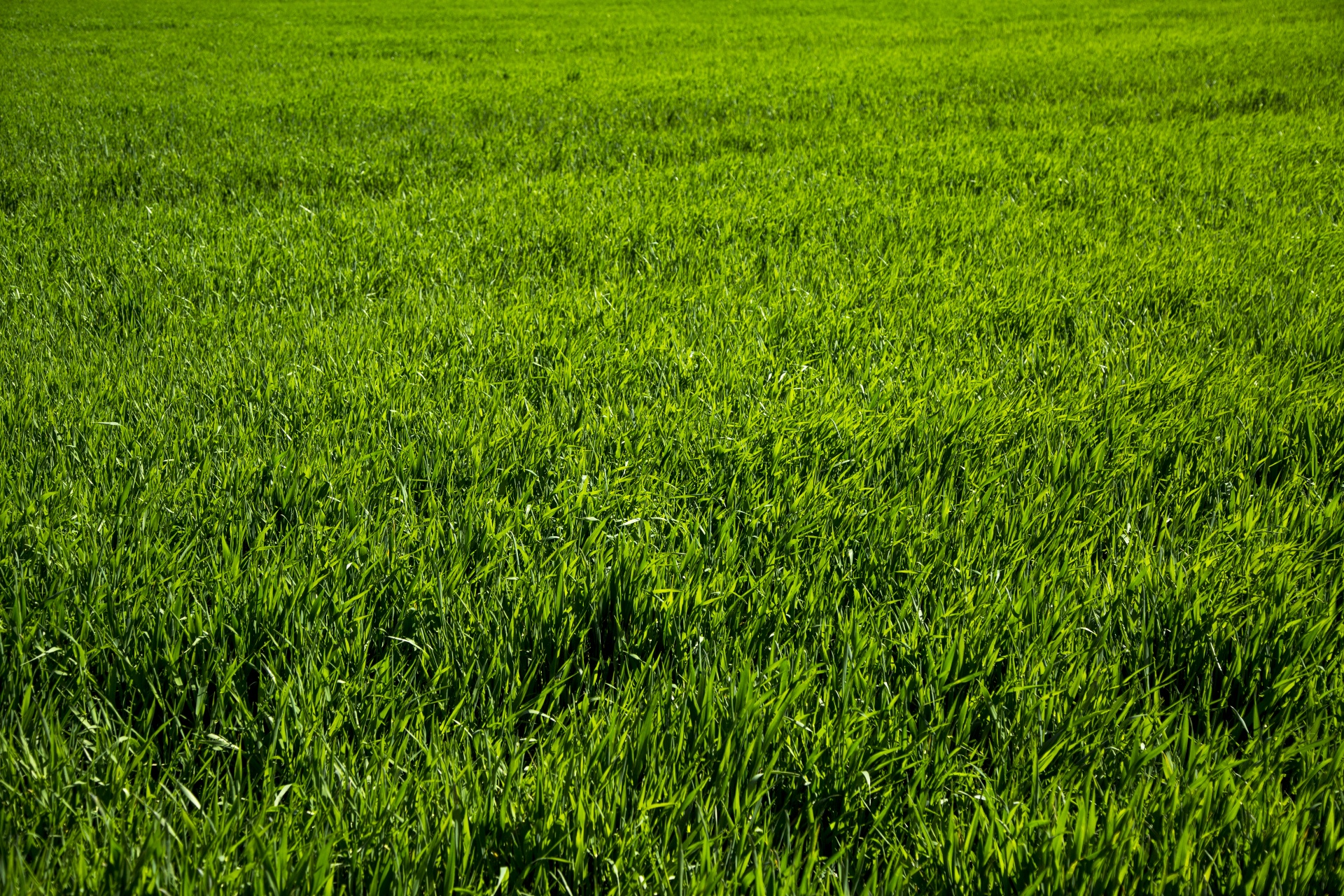 green background grass free photo