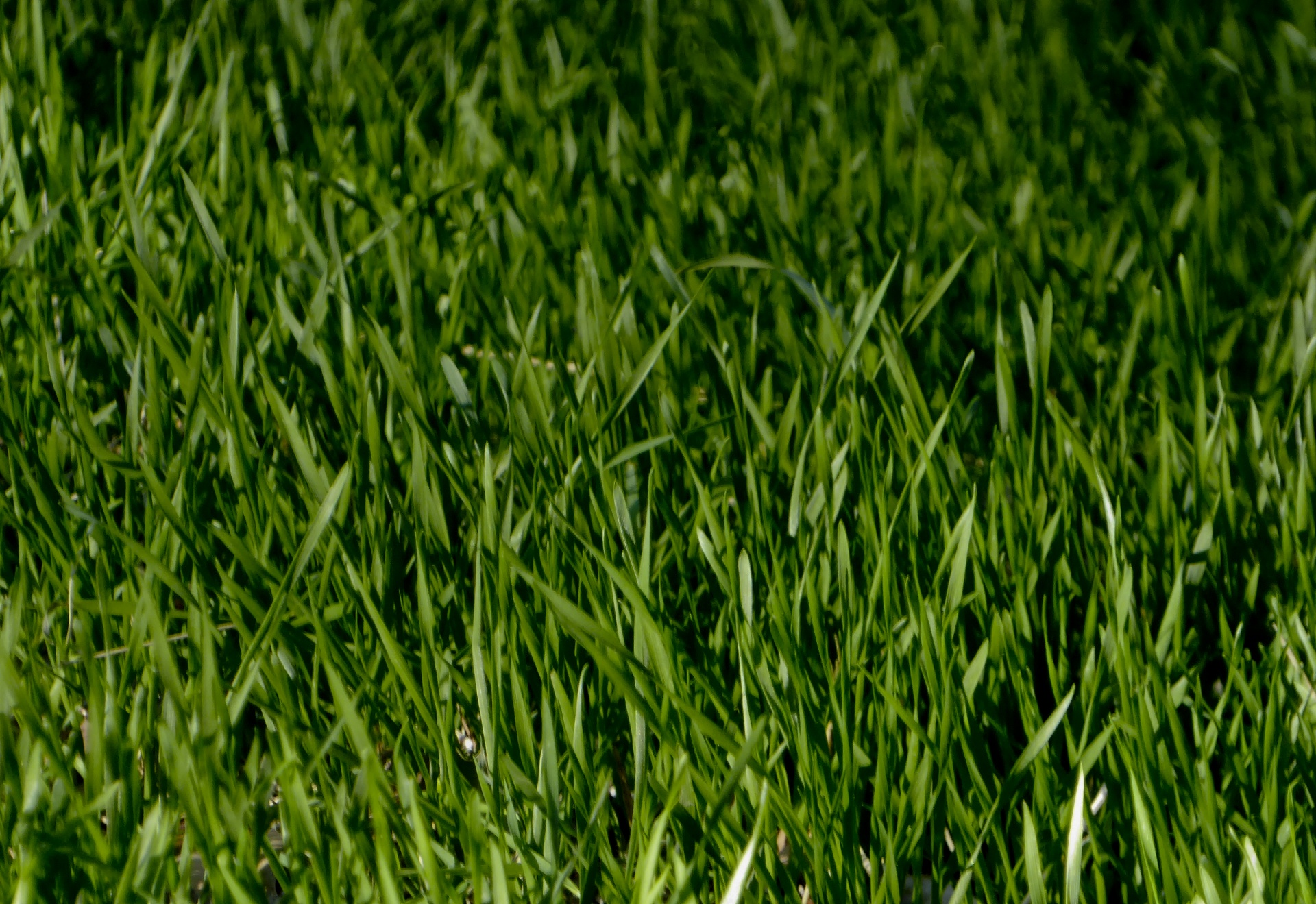 grass blades level view free photo