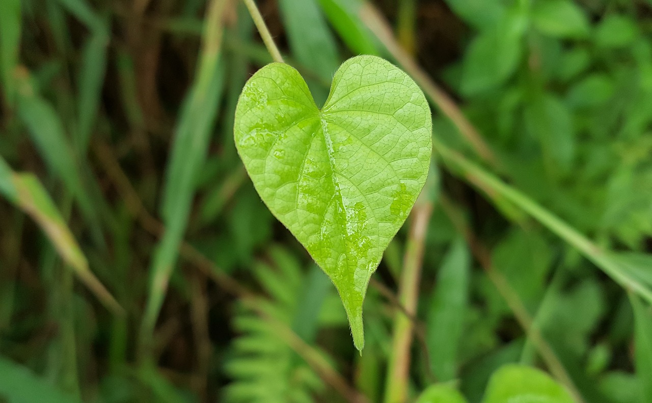 green grass taiwan native plants morning free photo