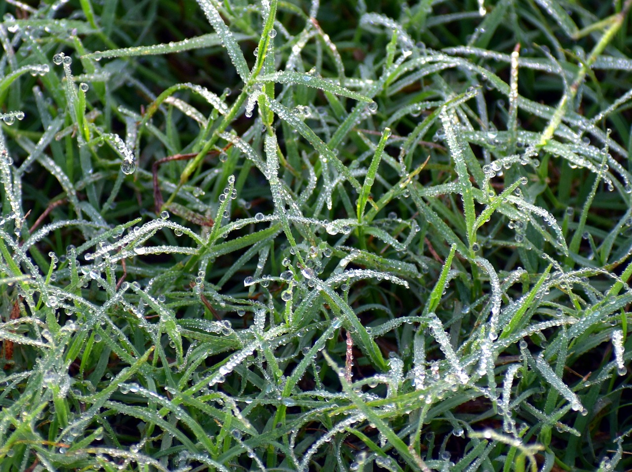 green grass dew dew drops free photo