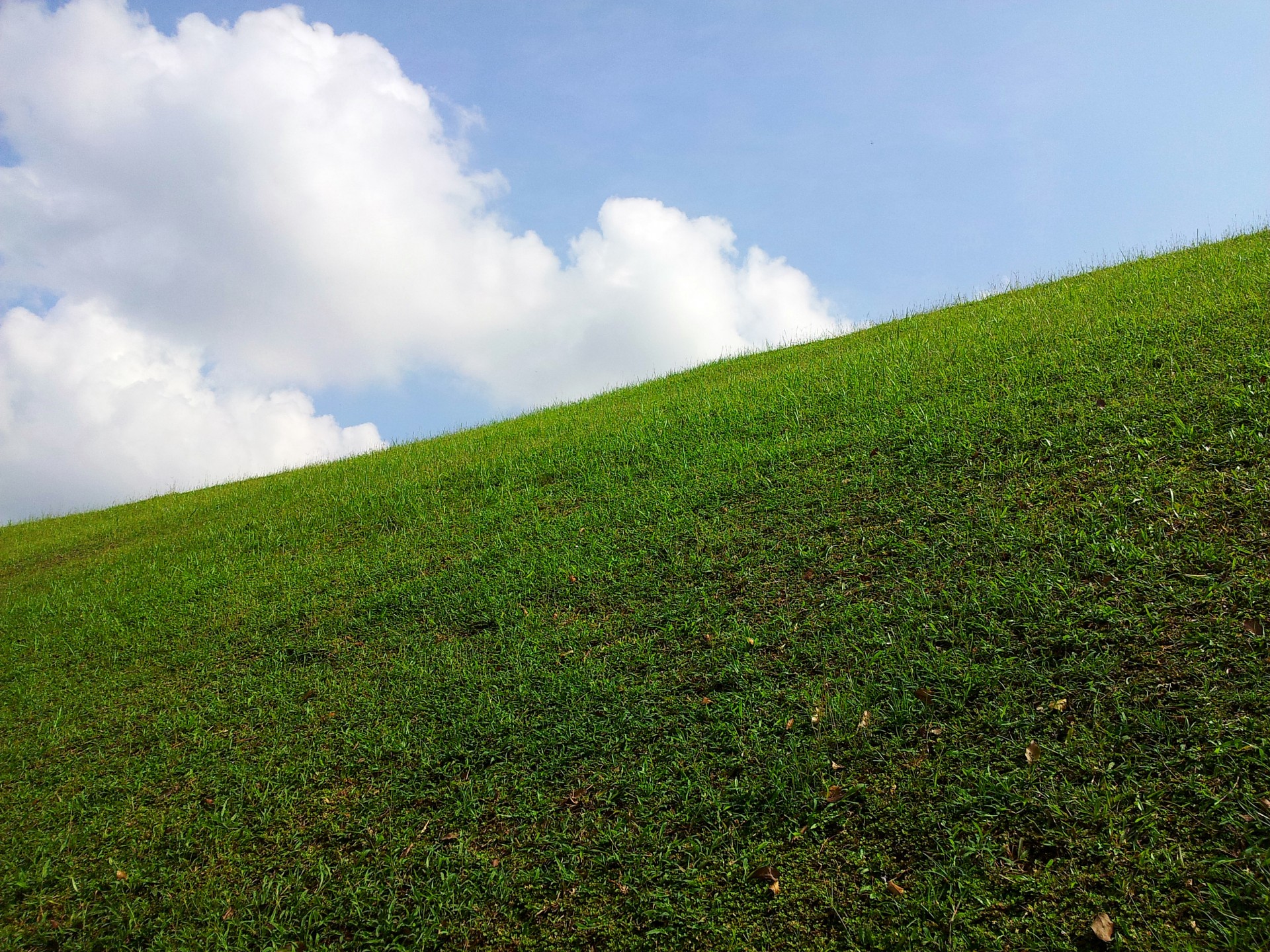 Низкий холм. Земля с травой. Трава на склоне. Травяной склон. Газон на пригорке.