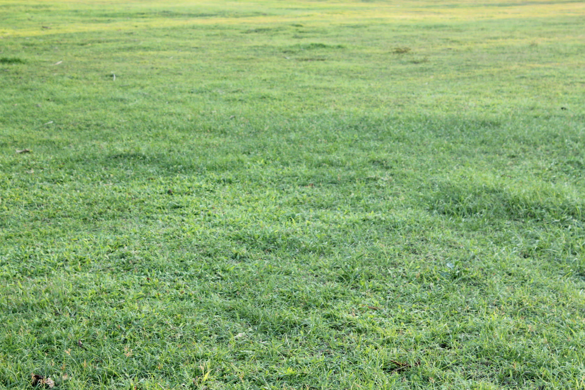 Download free photo of Green grass,grass,green,plants,leaves - from  