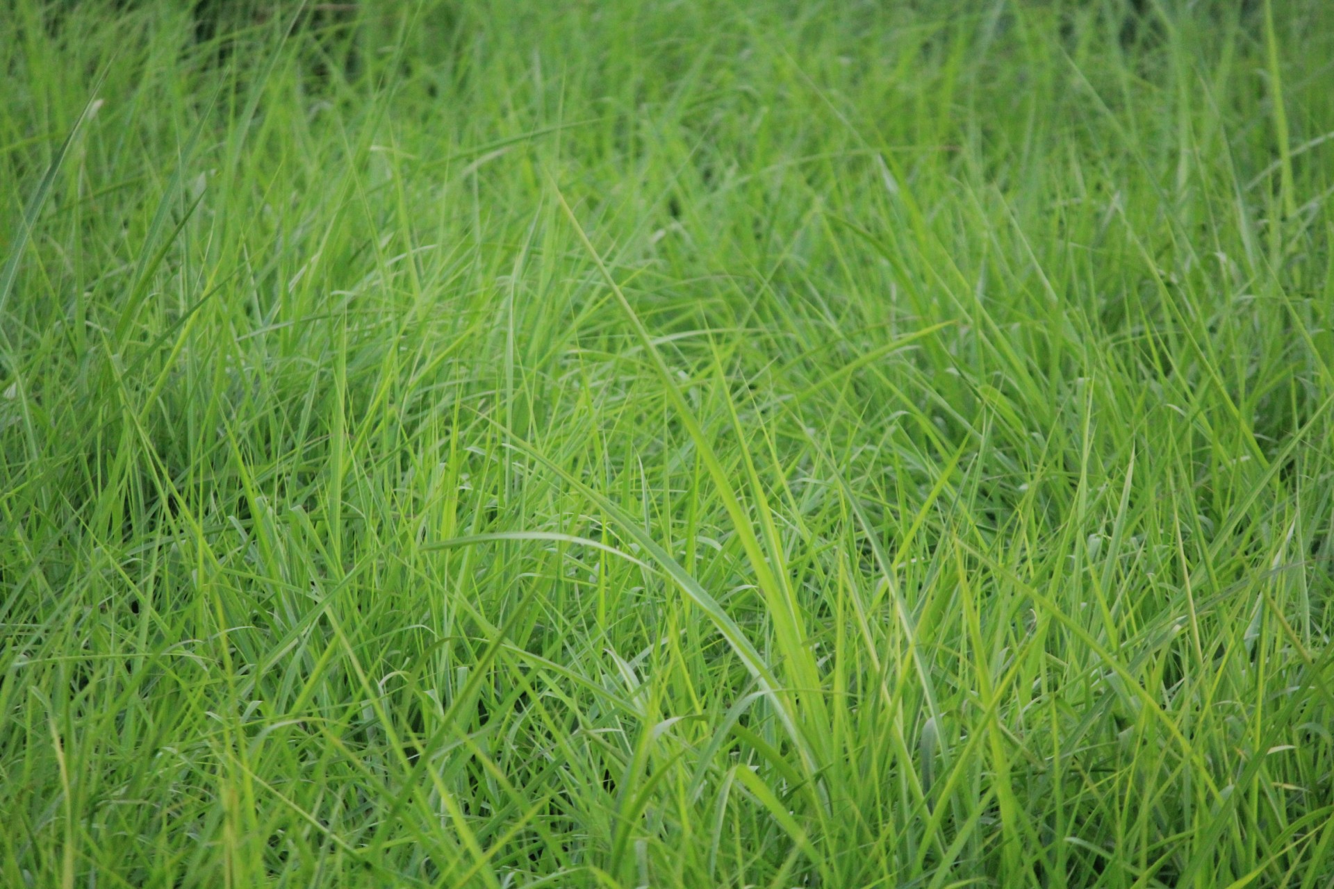 Трава мятлик луговой для газона фото и описание