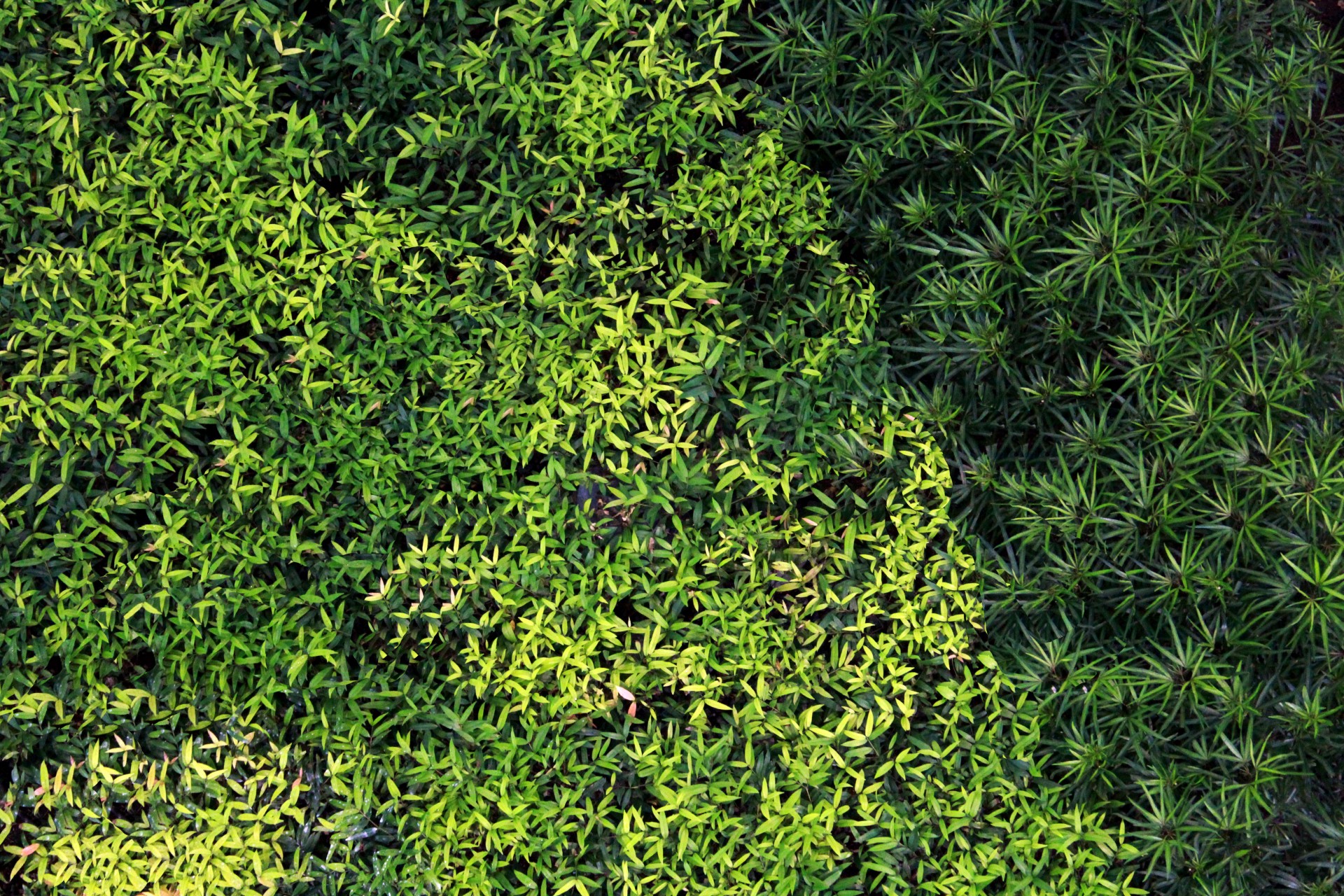 green leaves leaves pattern free photo