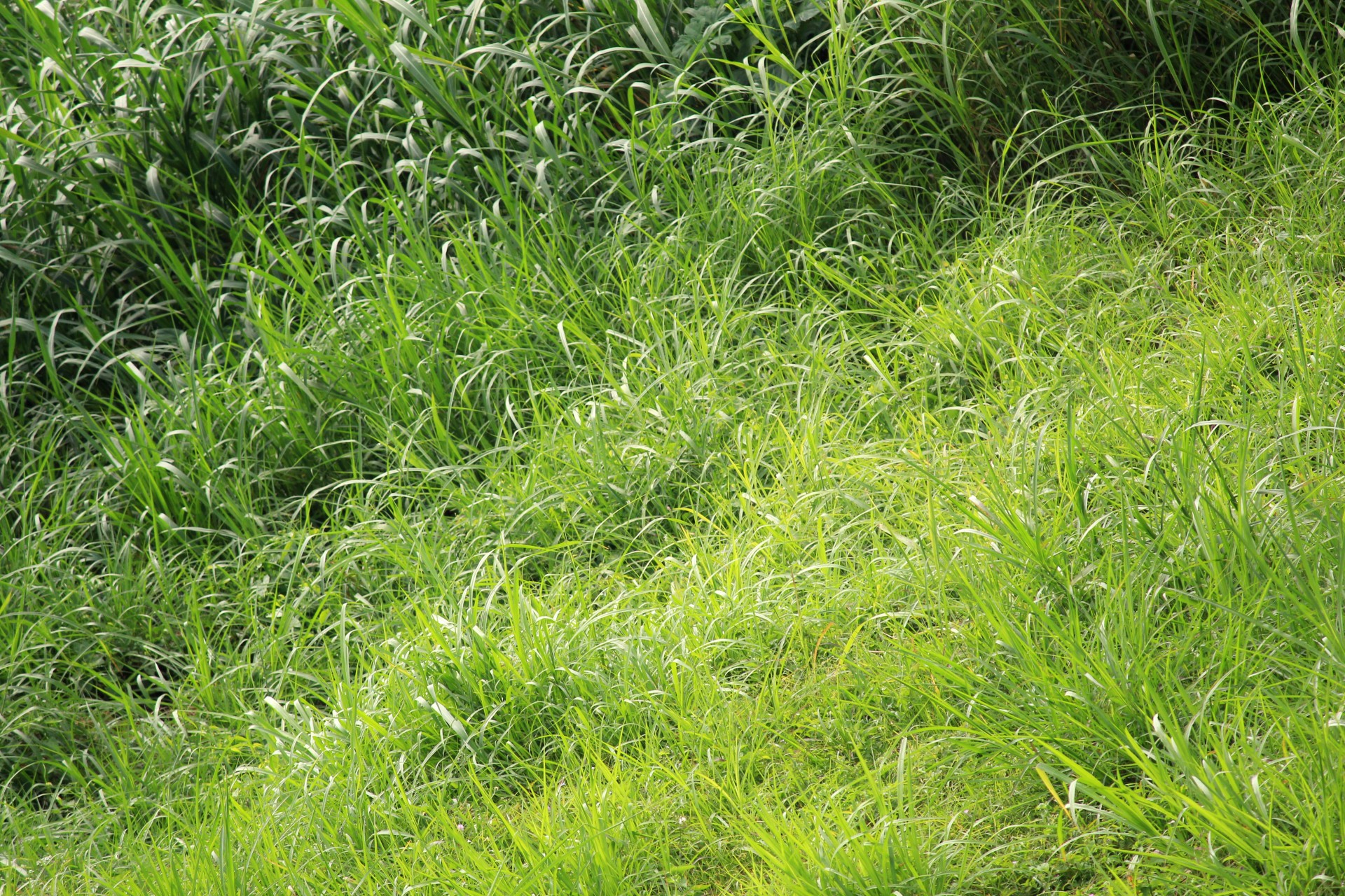 green leaves leaves pattern free photo