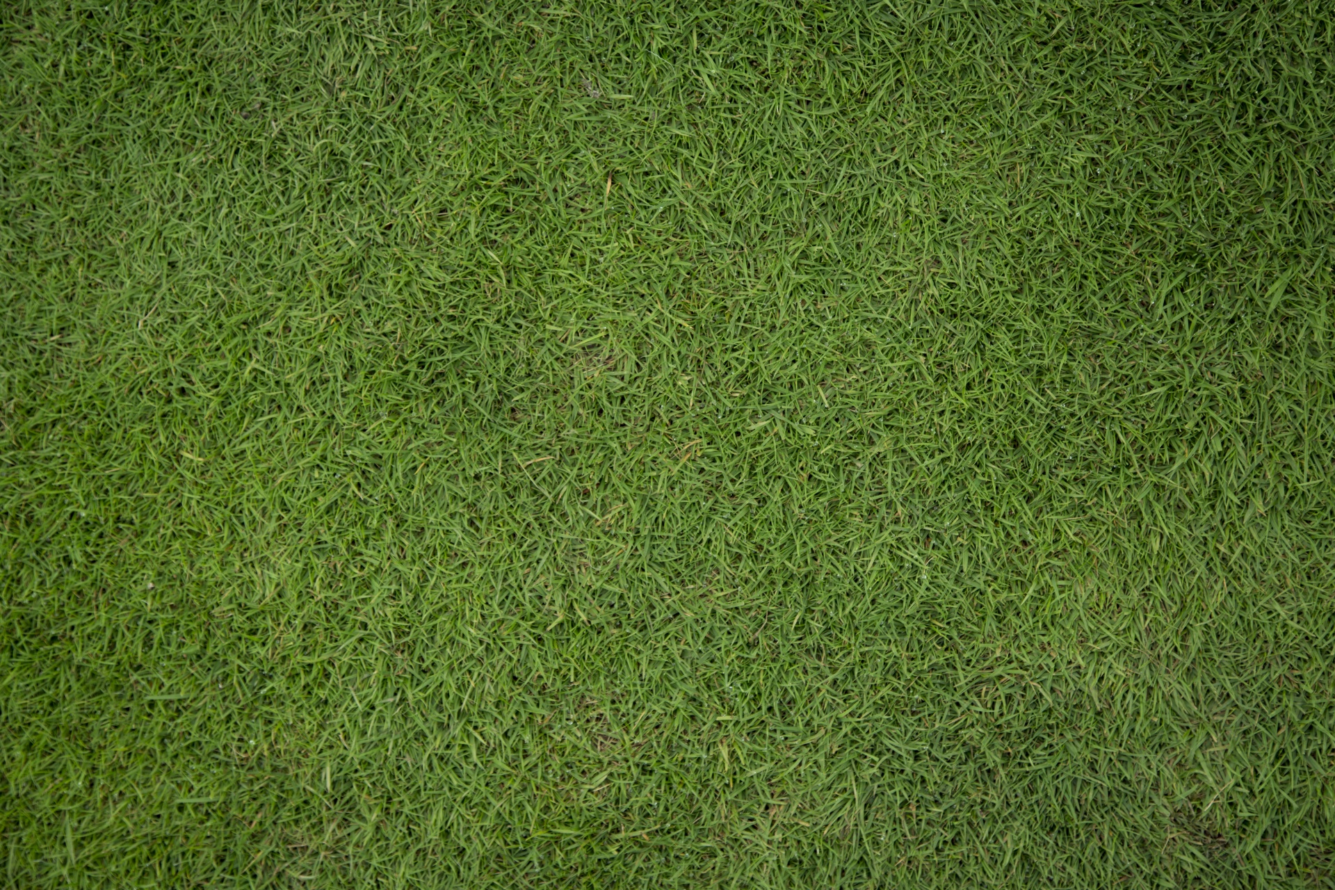 grass background green free photo