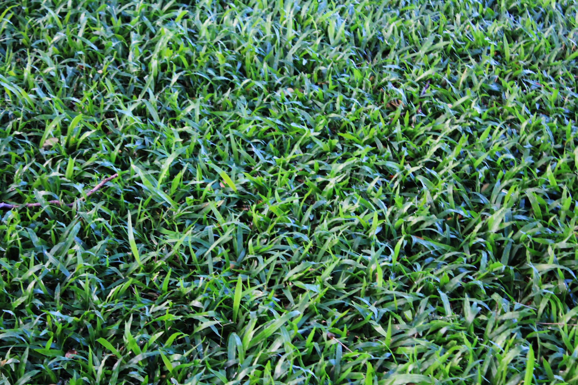 green grass background green leaves free photo