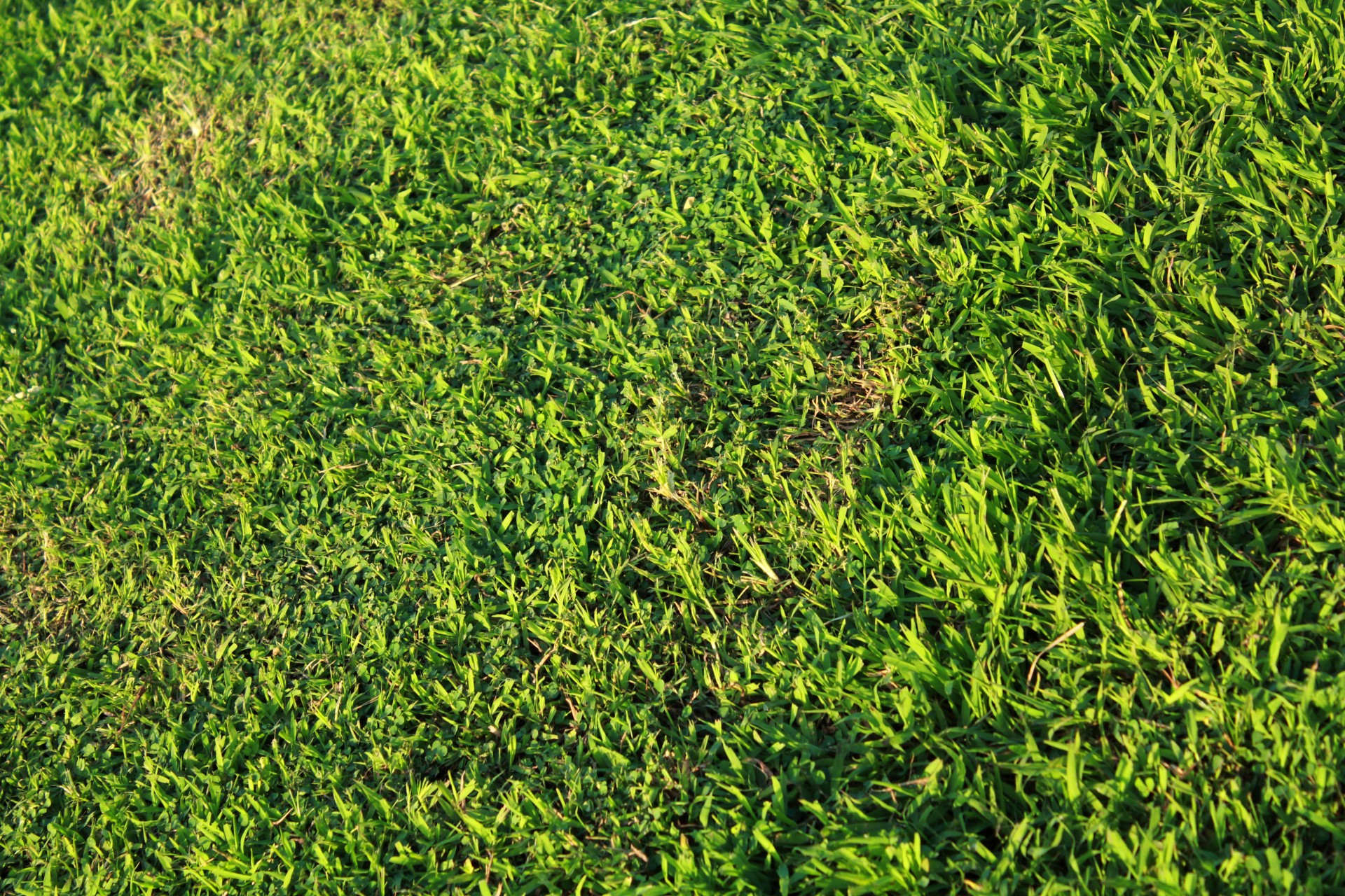 green grass background green grass background free photo