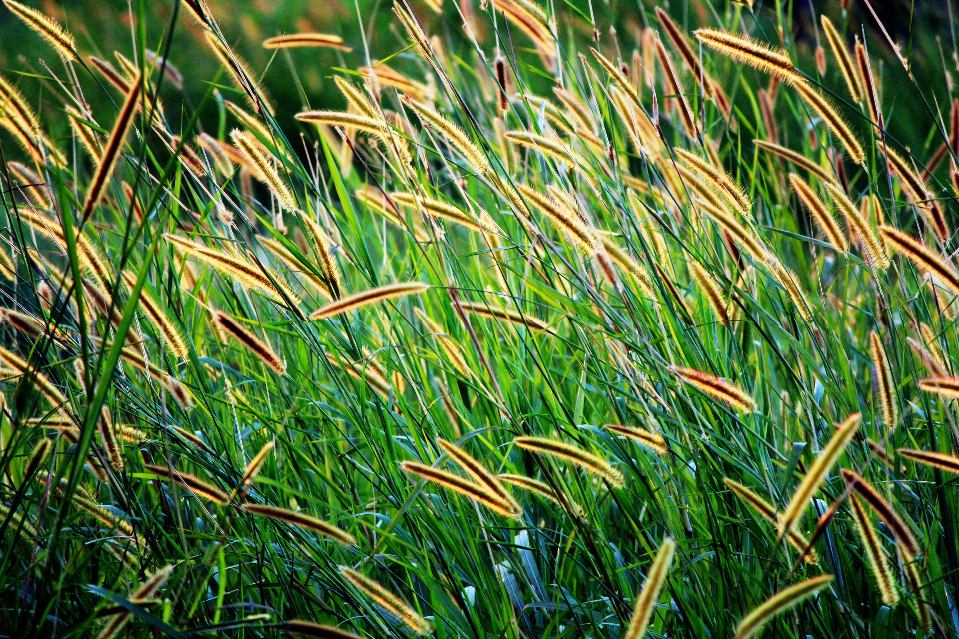 grass seed golden seeds long seeds free photo