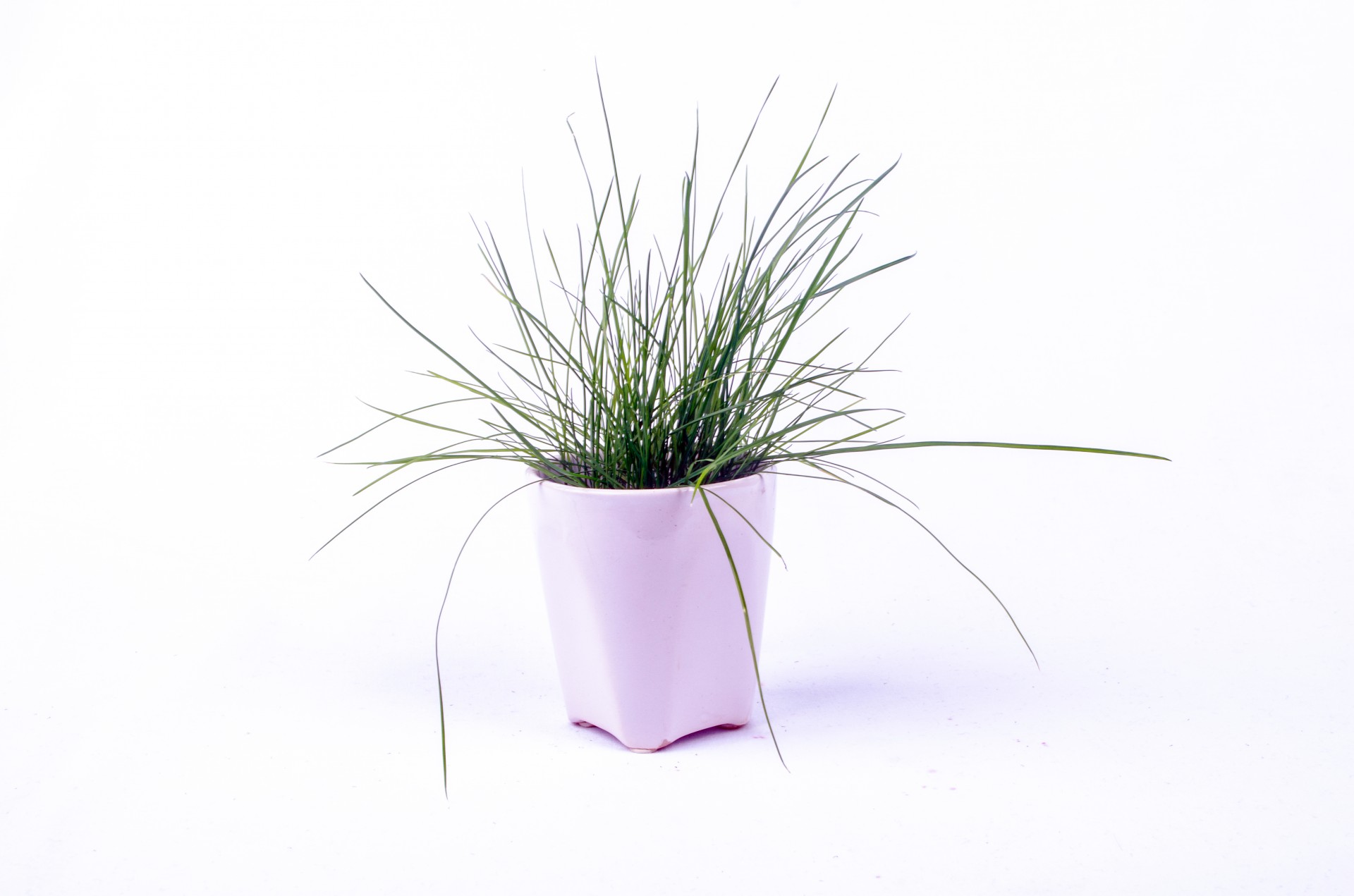 plant pot white free photo