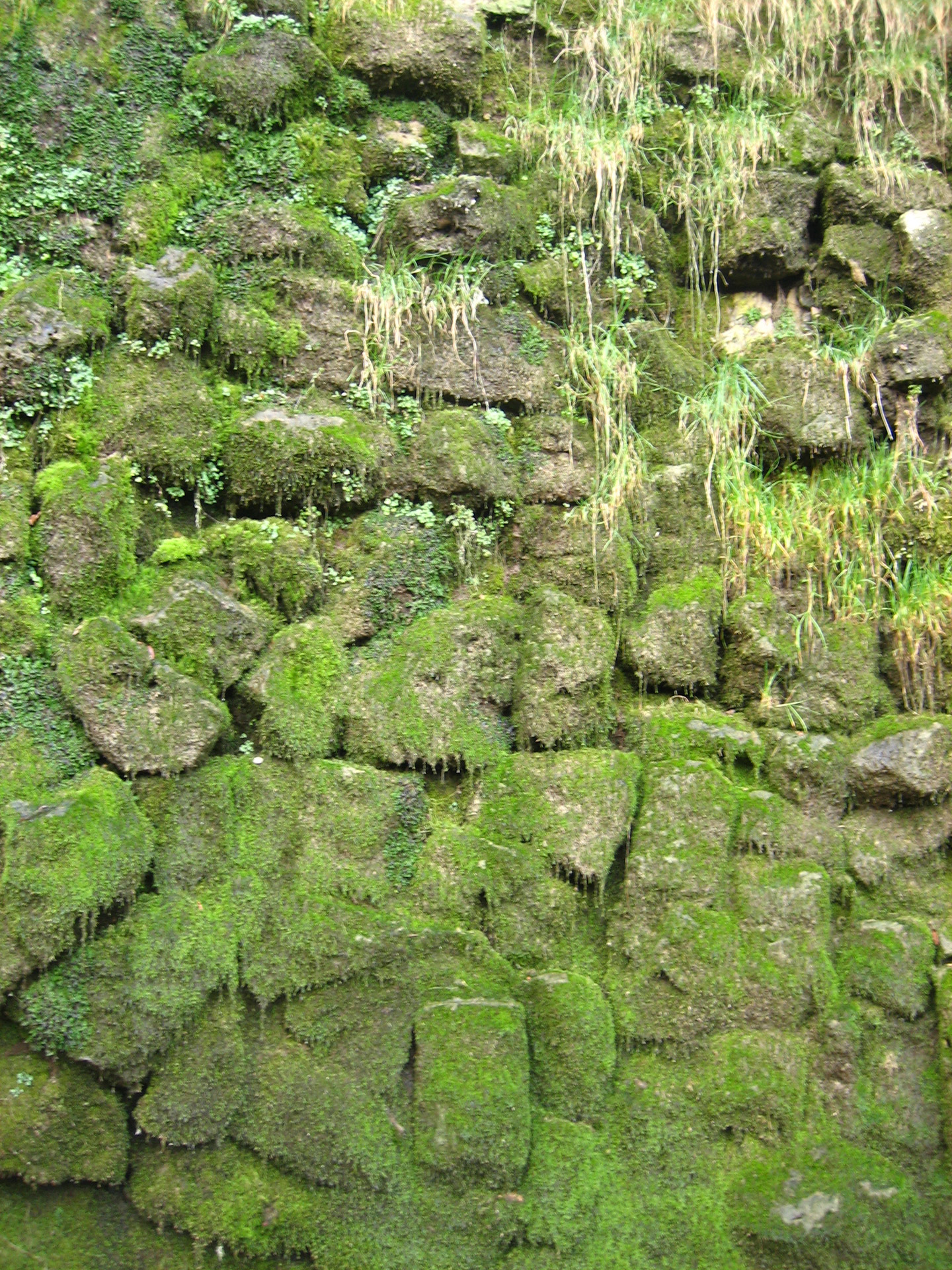 Каменная стена со мхом