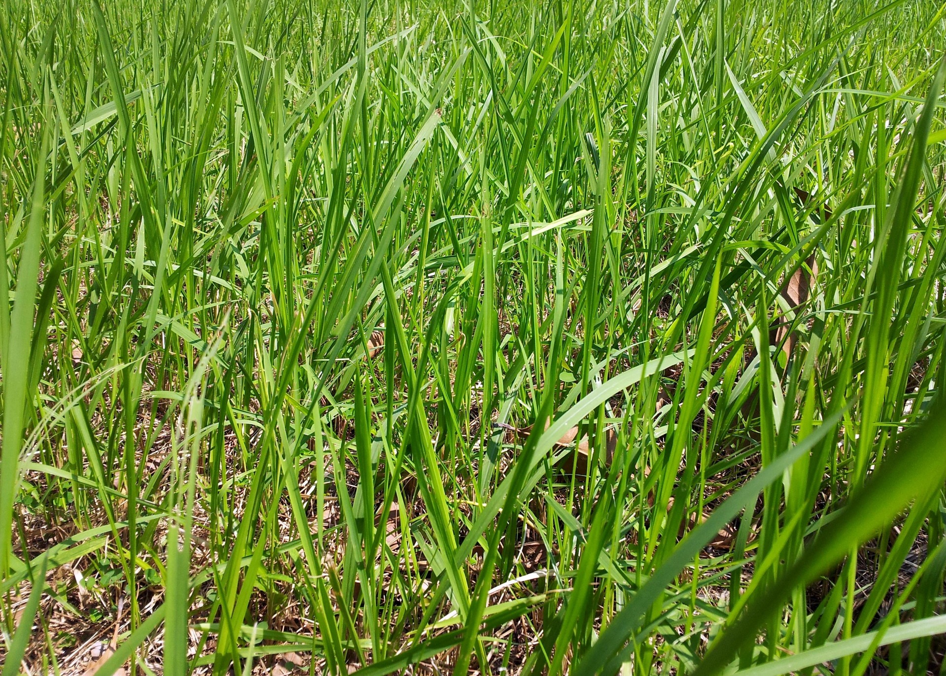 green grass wallpaper free photo