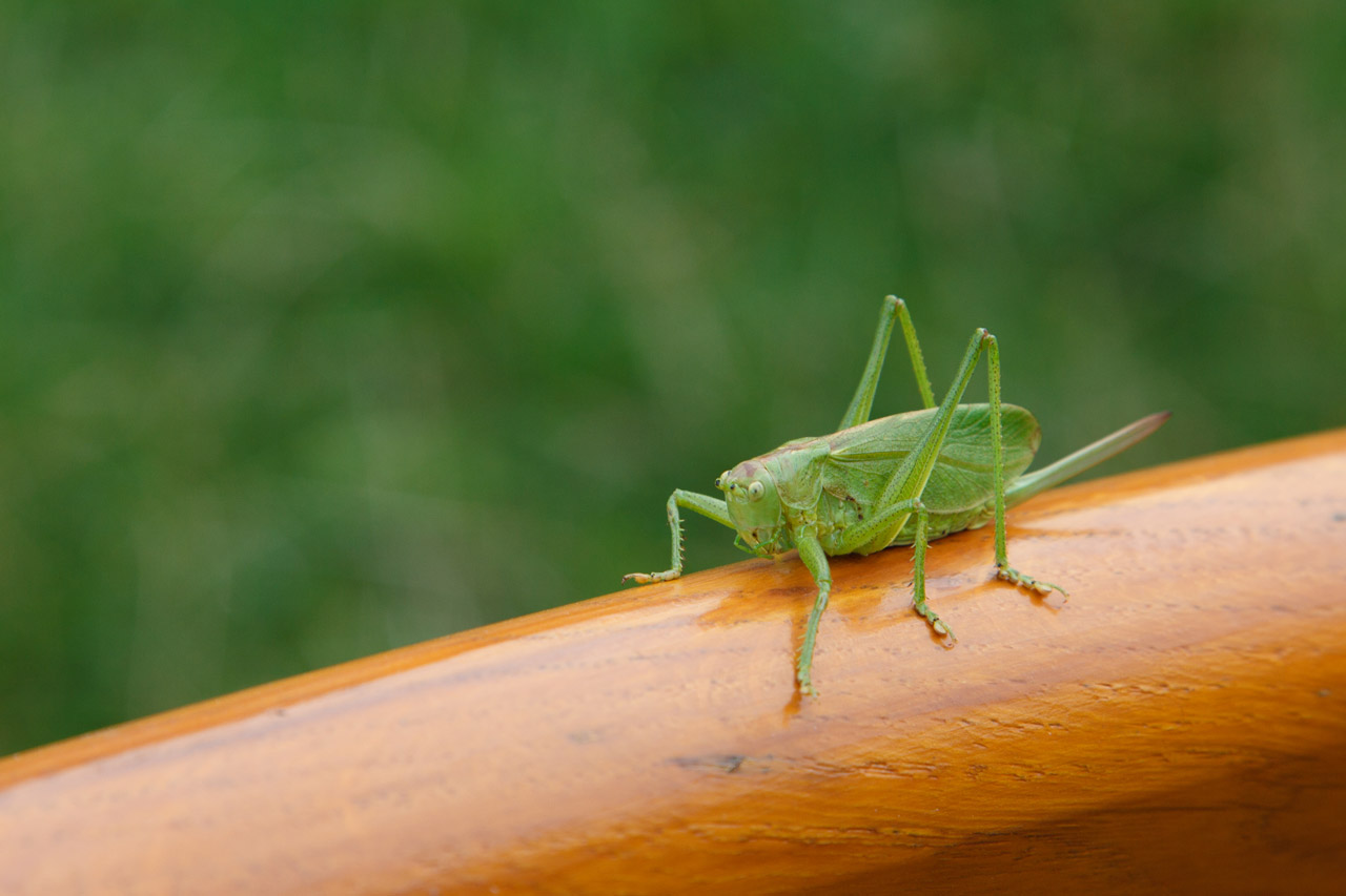animal bug cricket free photo