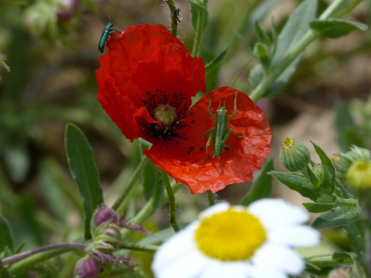 green grasshopper green beetle poppy free photo