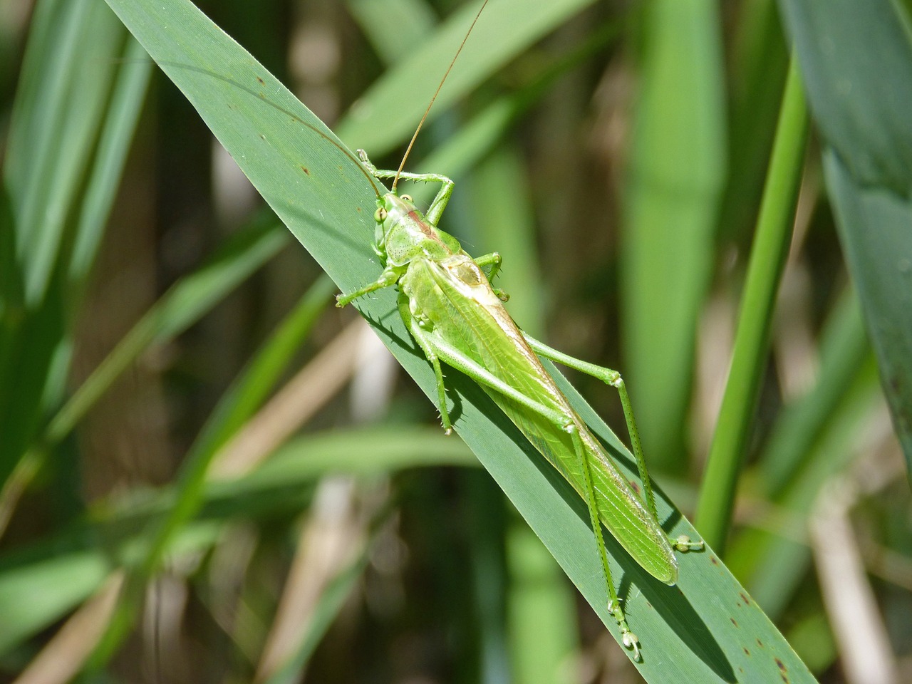 green grasshopper lobster orthopteron free photo