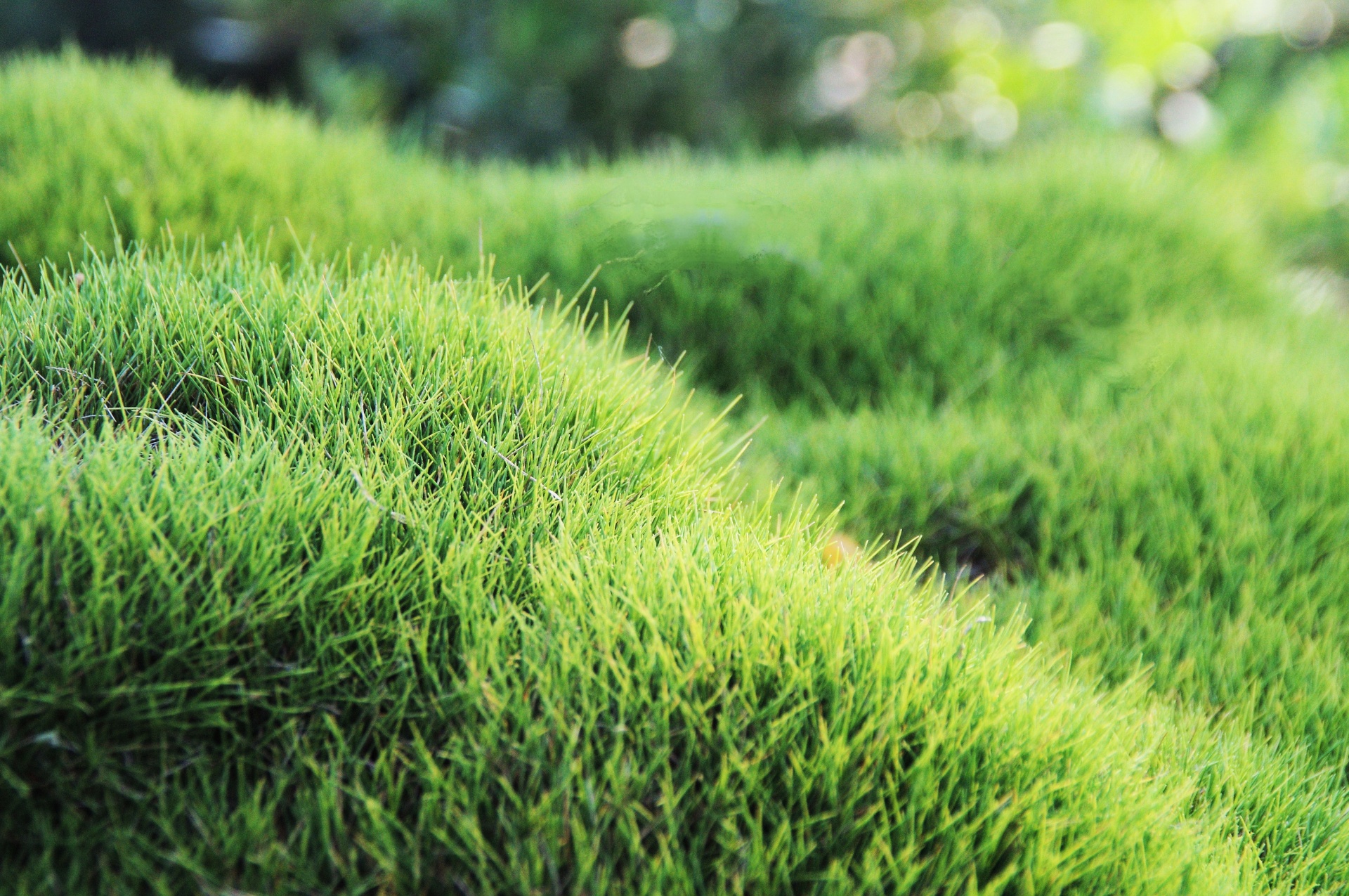 green grassy texture free photo