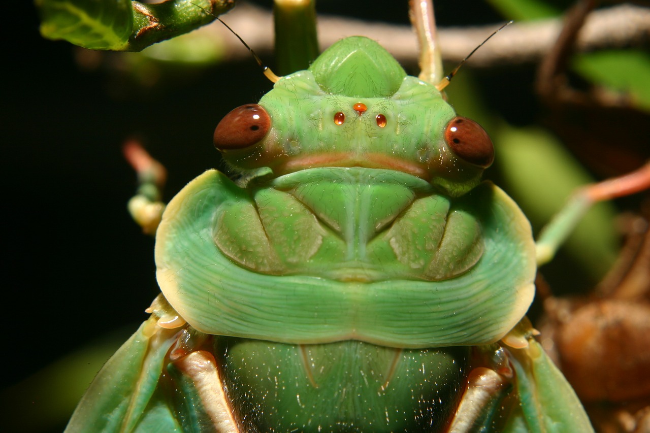 green grocer cicada insect cicada free photo