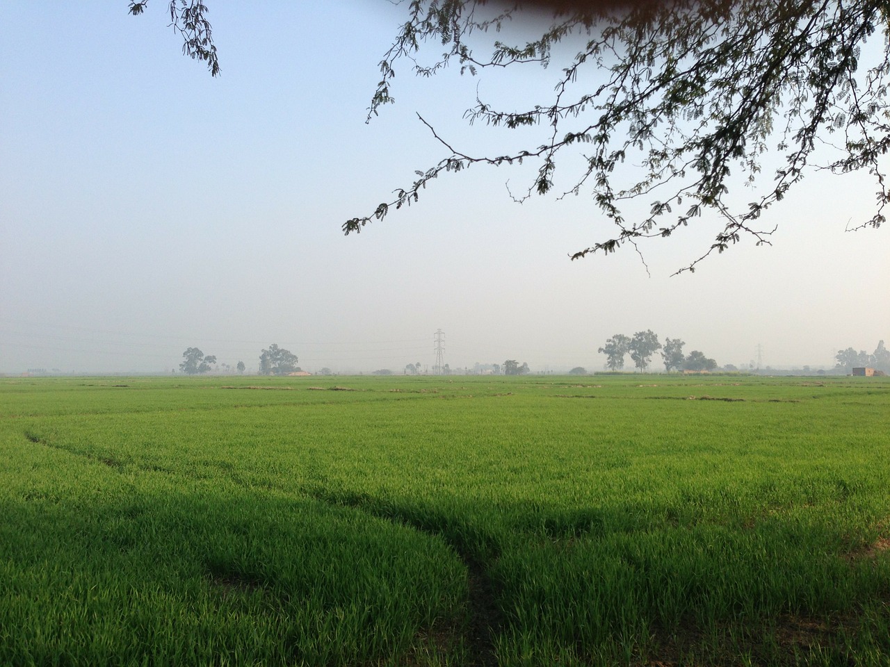 green ground grassland landscape free photo