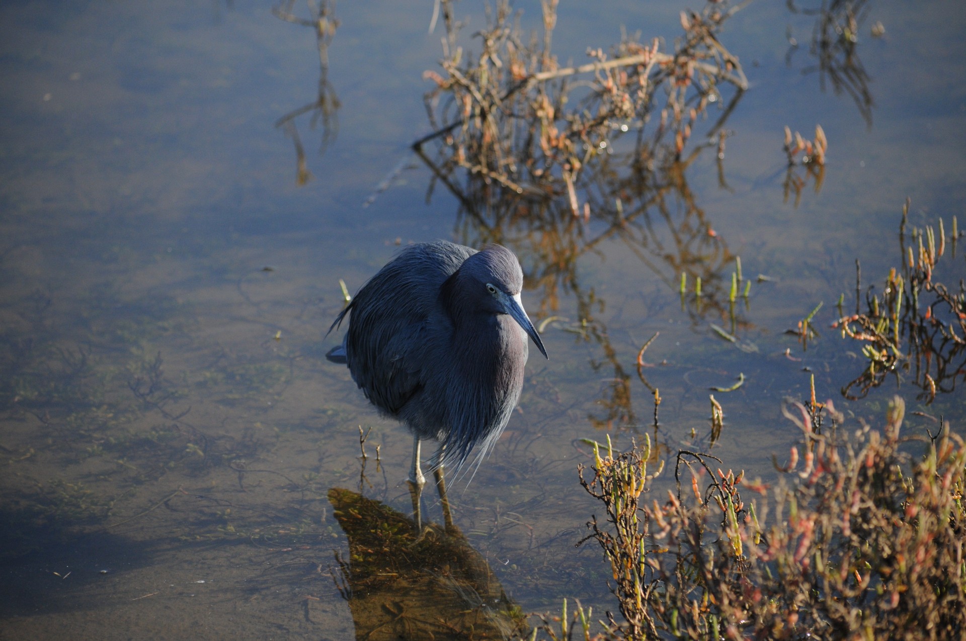 green heron bird feathers free photo