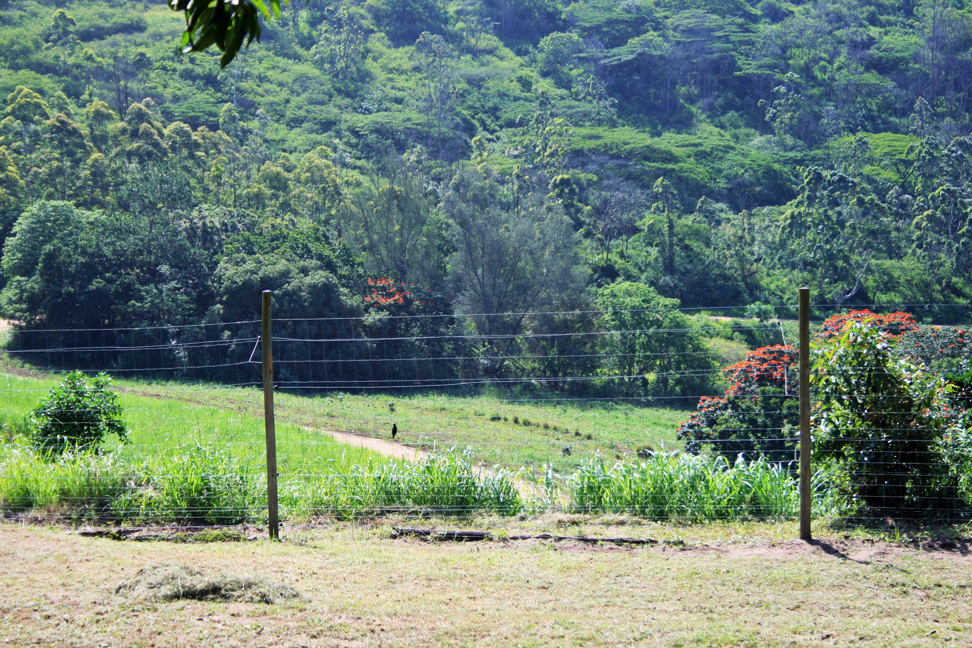 fence grass green free photo