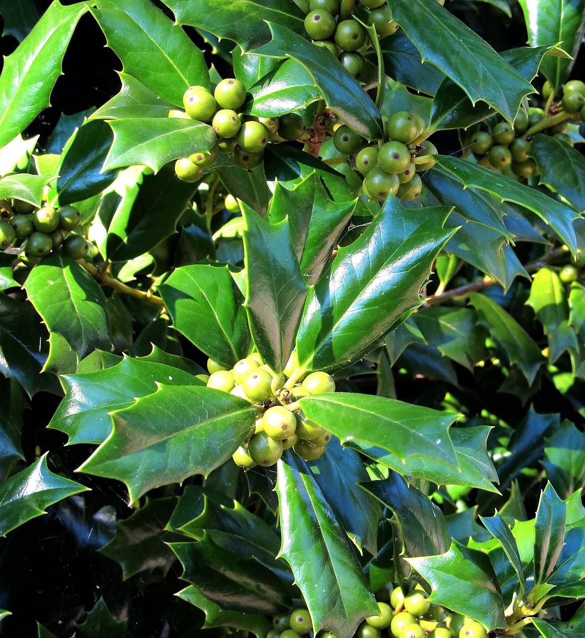 green holly berries holly free photo